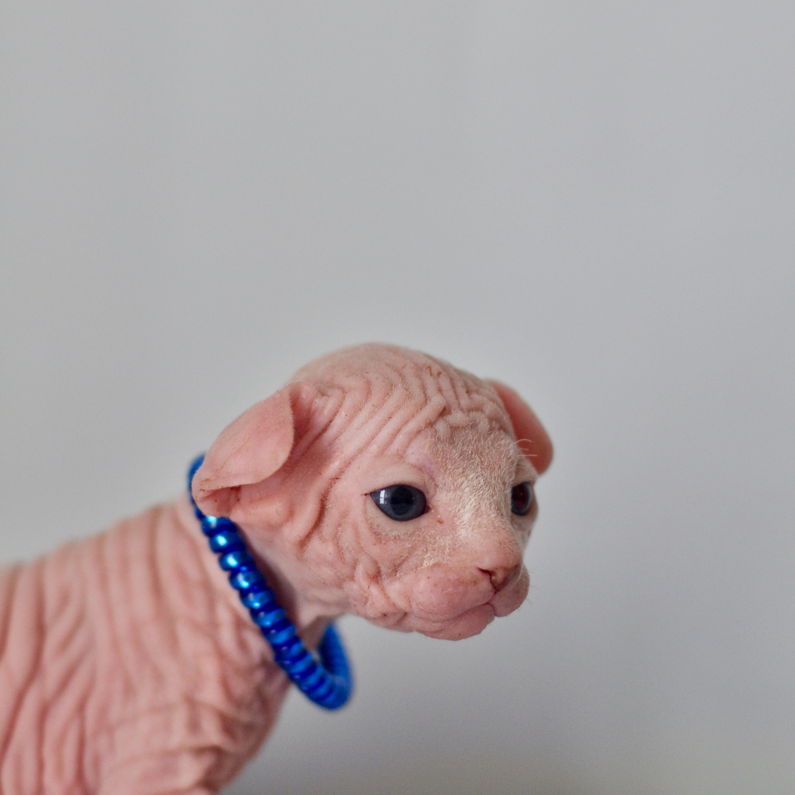 Sphynx kittens UK, Sphynx kittens United Kingdom, Sphynx kittens GB, Sphynx kittens Great Britain, Sphynx kittens London, Sphynx UK, Sphynx United Kingdom, Sphynx GB, Sphynx Great Britain, Sphynx London