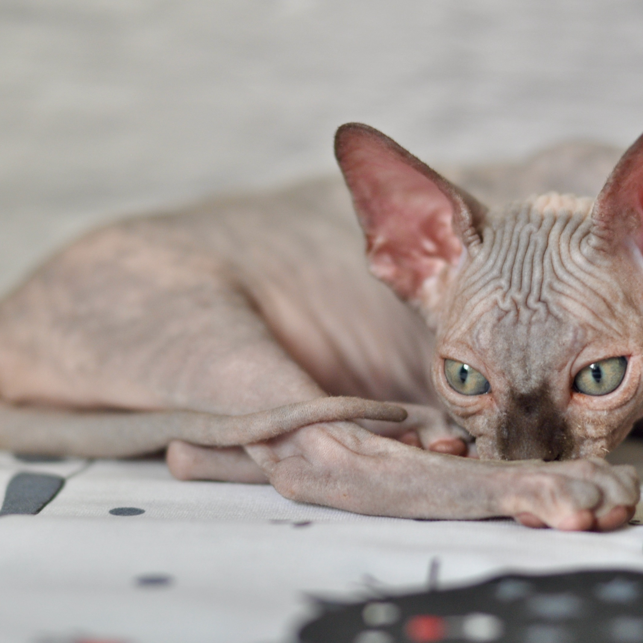 Sphynx kittens UK, Sphynx kittens United Kingdom, Sphynx kittens GB, Sphynx kittens Great Britain, Sphynx kittens London, Sphynx UK, Sphynx United Kingdom, Sphynx GB, Sphynx Great Britain, Sphynx London