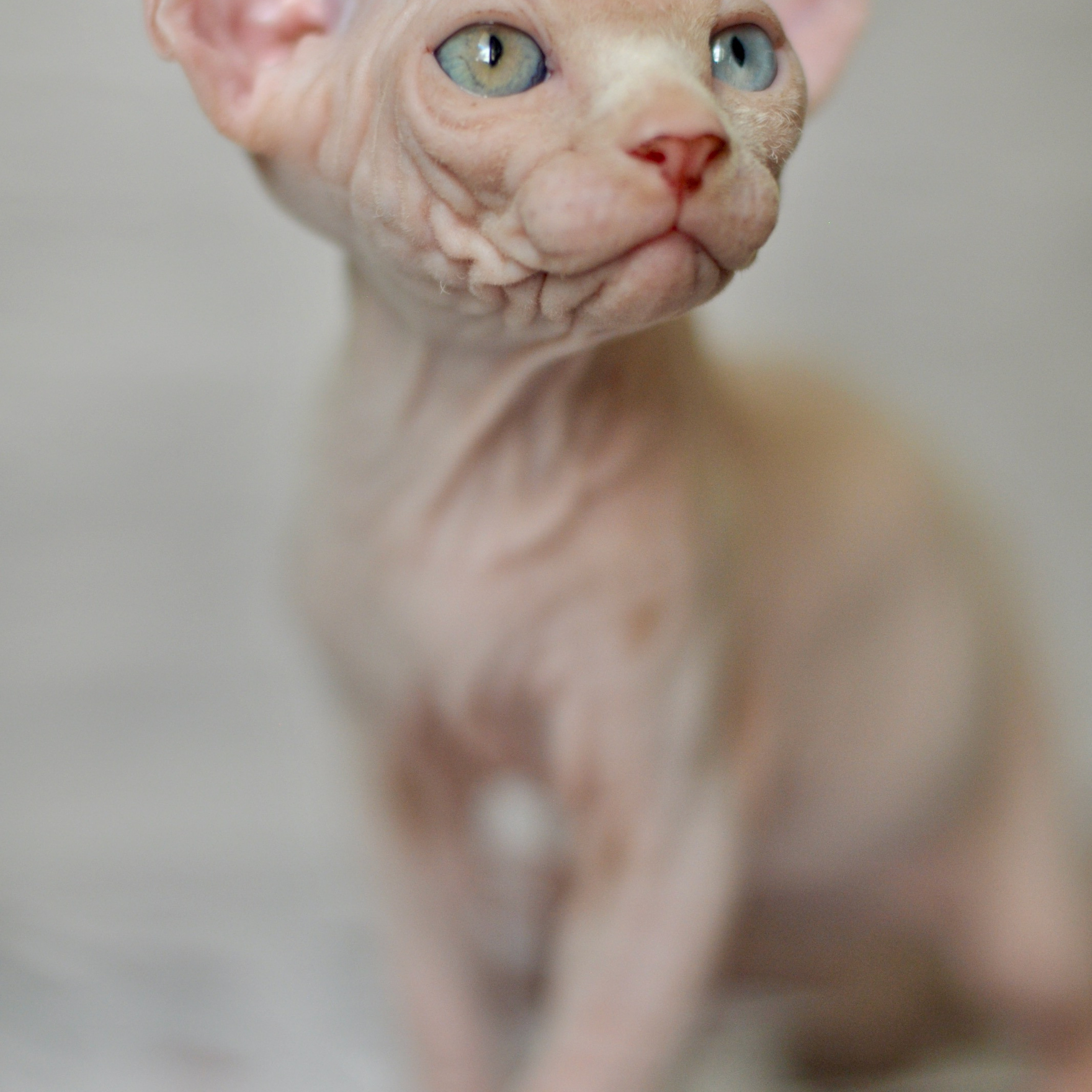 Sphynx kittens. A cattery of Canadian Sphynx breed, located in Limassol, Cyprus
