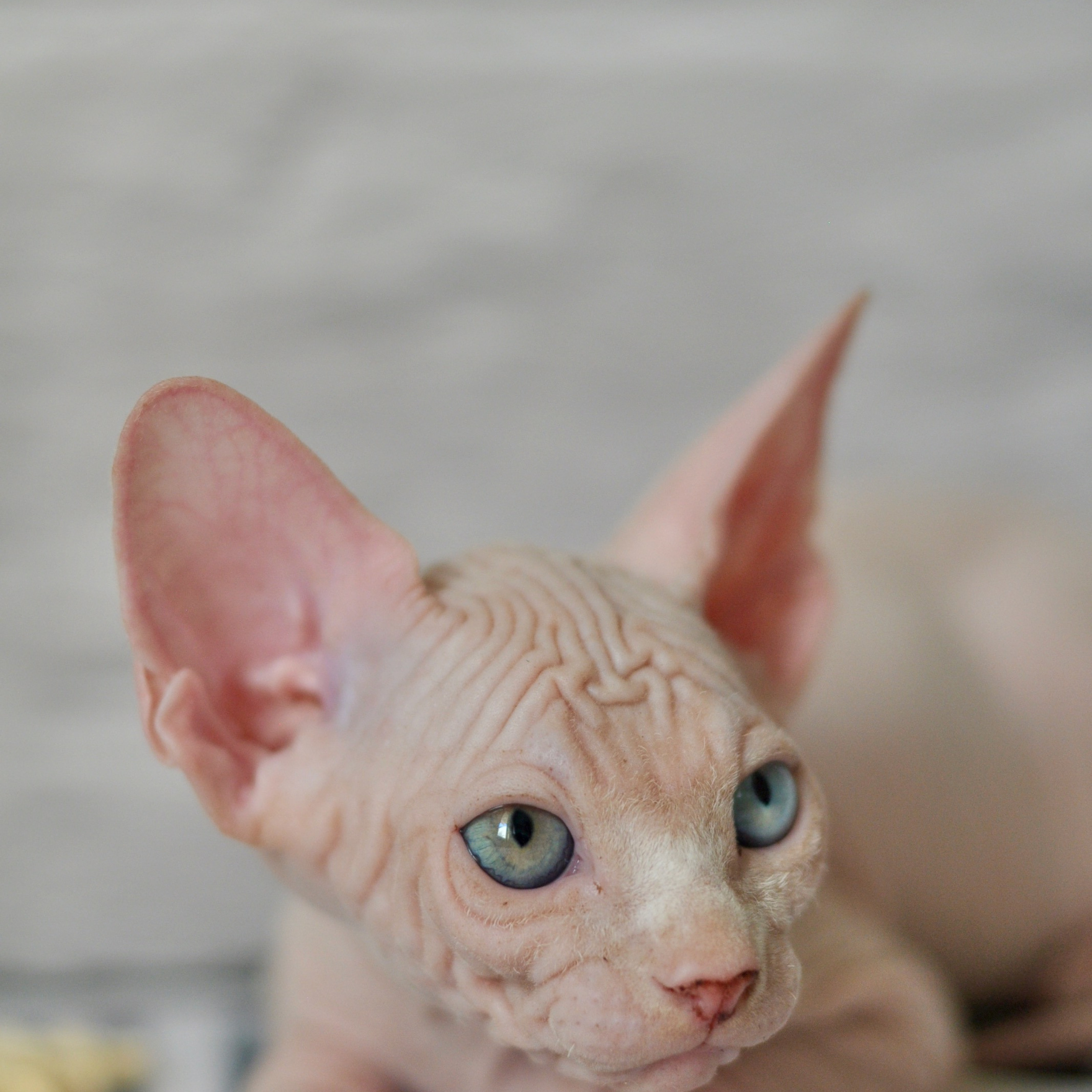 Sphynx kittens. A cattery of Canadian Sphynx breed, located in Limassol, Cyprus