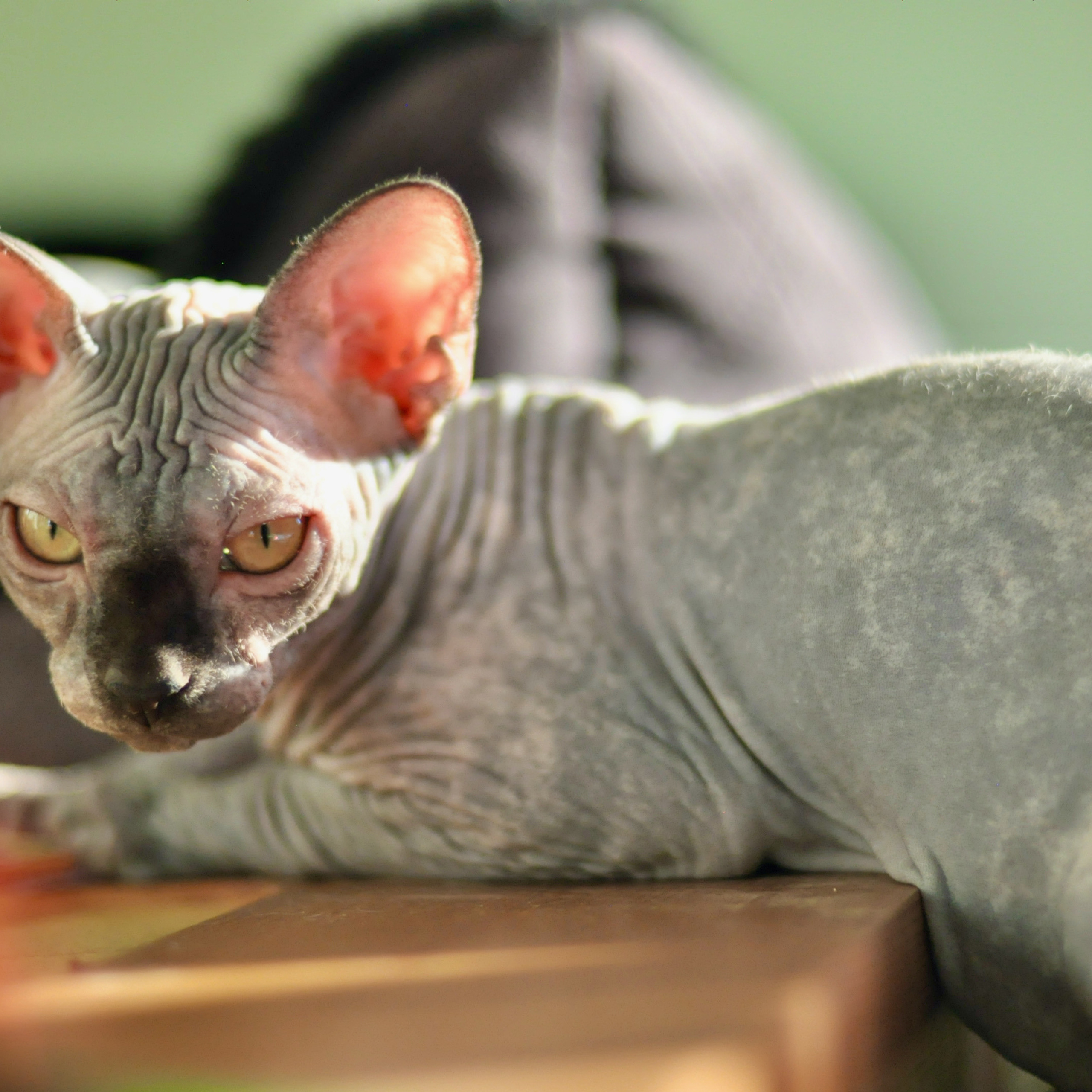 Sphynx kittens for sale. A cattery of Canadian Sphynx breed, located in Limassol, Cyprus