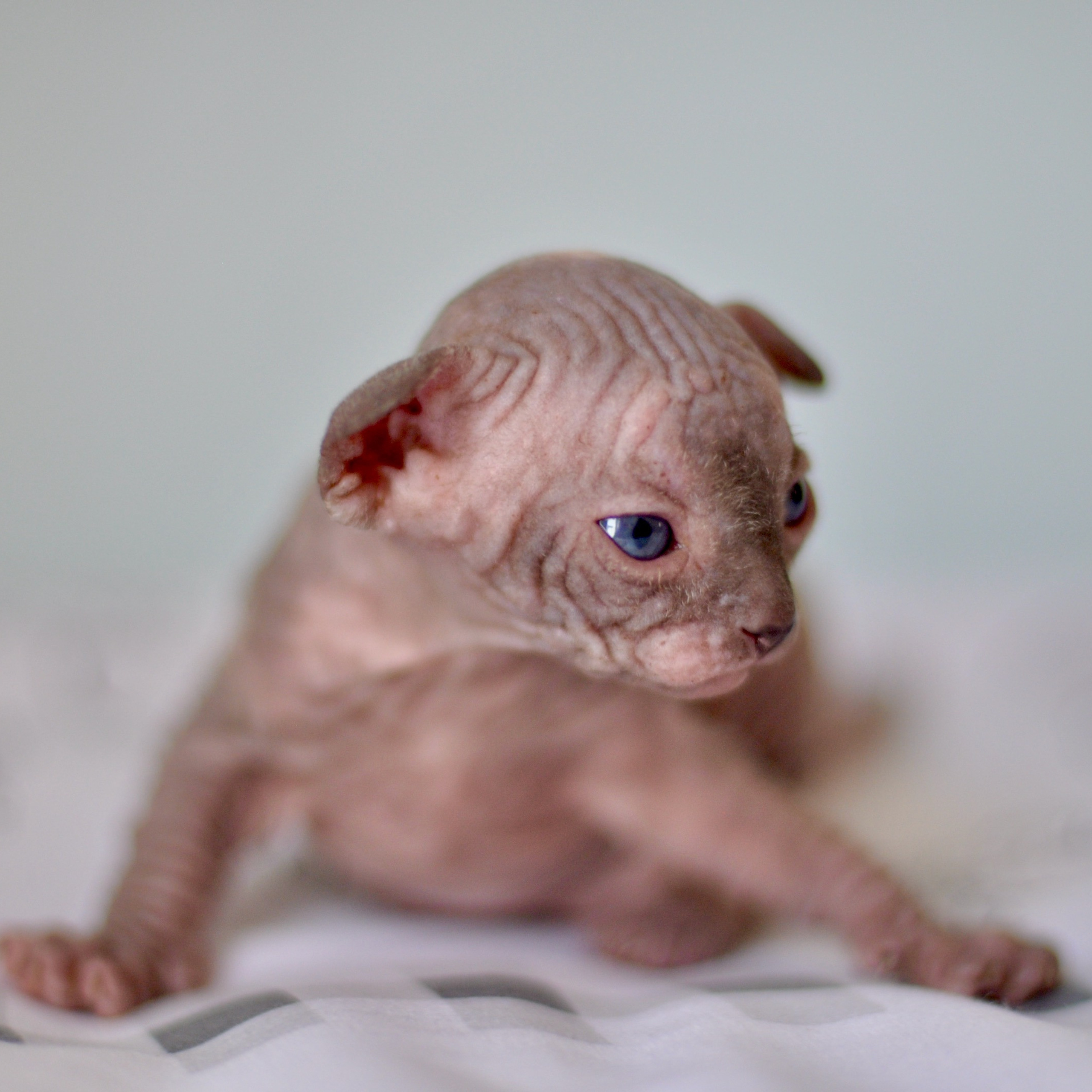 Sphynx kittens UK, Sphynx kittens United Kingdom, Sphynx kittens GB, Sphynx kittens Great Britain, Sphynx kittens London, Sphynx UK, Sphynx United Kingdom, Sphynx GB, Sphynx Great Britain, Sphynx London