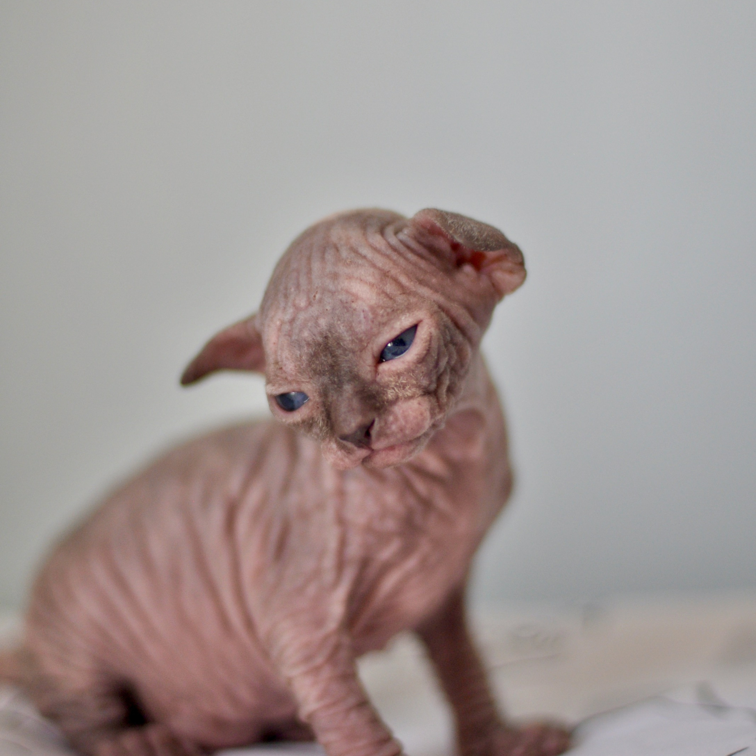 Sphynx kittens UK, Sphynx kittens United Kingdom, Sphynx kittens GB, Sphynx kittens Great Britain, Sphynx kittens London, Sphynx UK, Sphynx United Kingdom, Sphynx GB, Sphynx Great Britain, Sphynx London