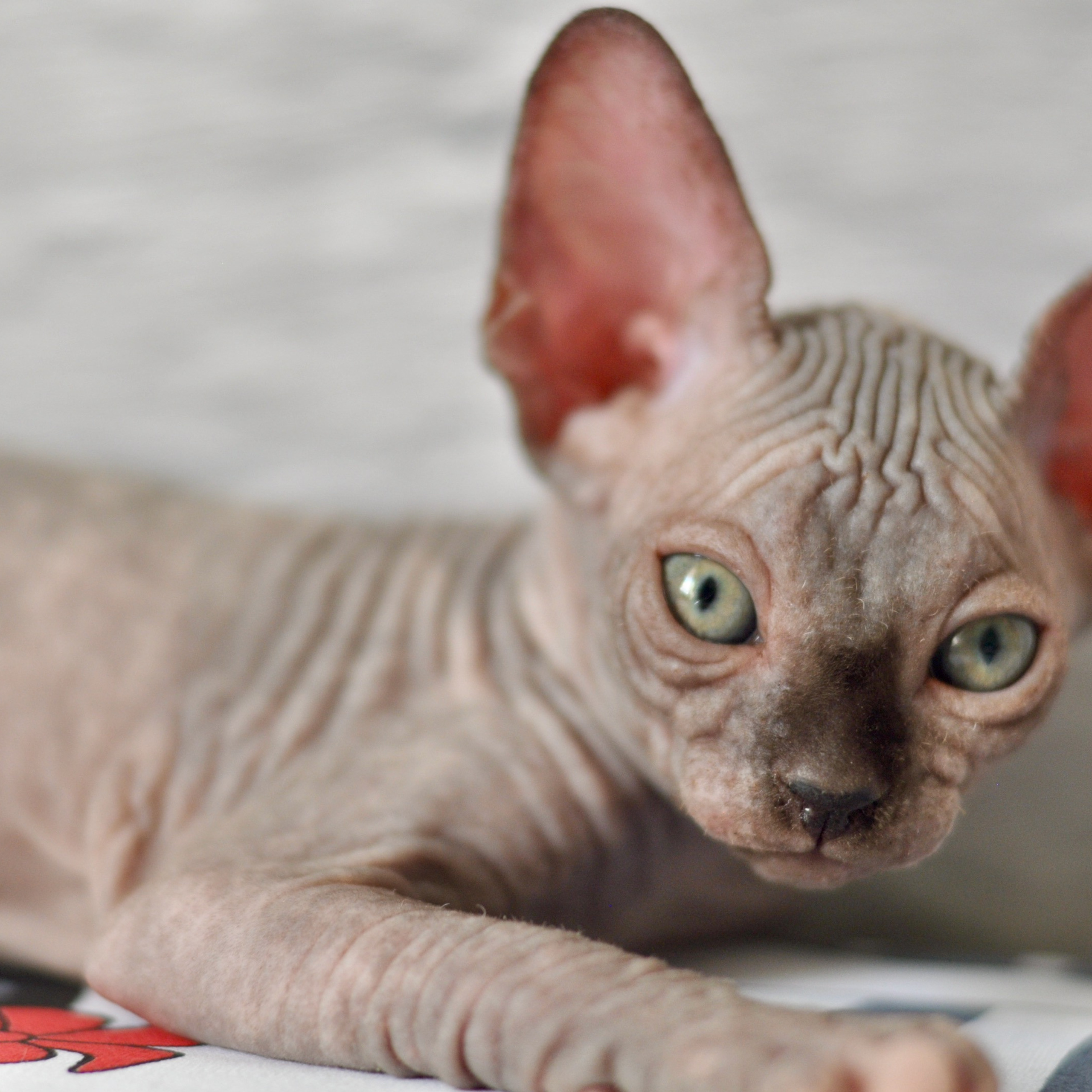 Sphynx kittens UK, Sphynx kittens United Kingdom, Sphynx kittens GB, Sphynx kittens Great Britain, Sphynx kittens London, Sphynx UK, Sphynx United Kingdom, Sphynx GB, Sphynx Great Britain, Sphynx London