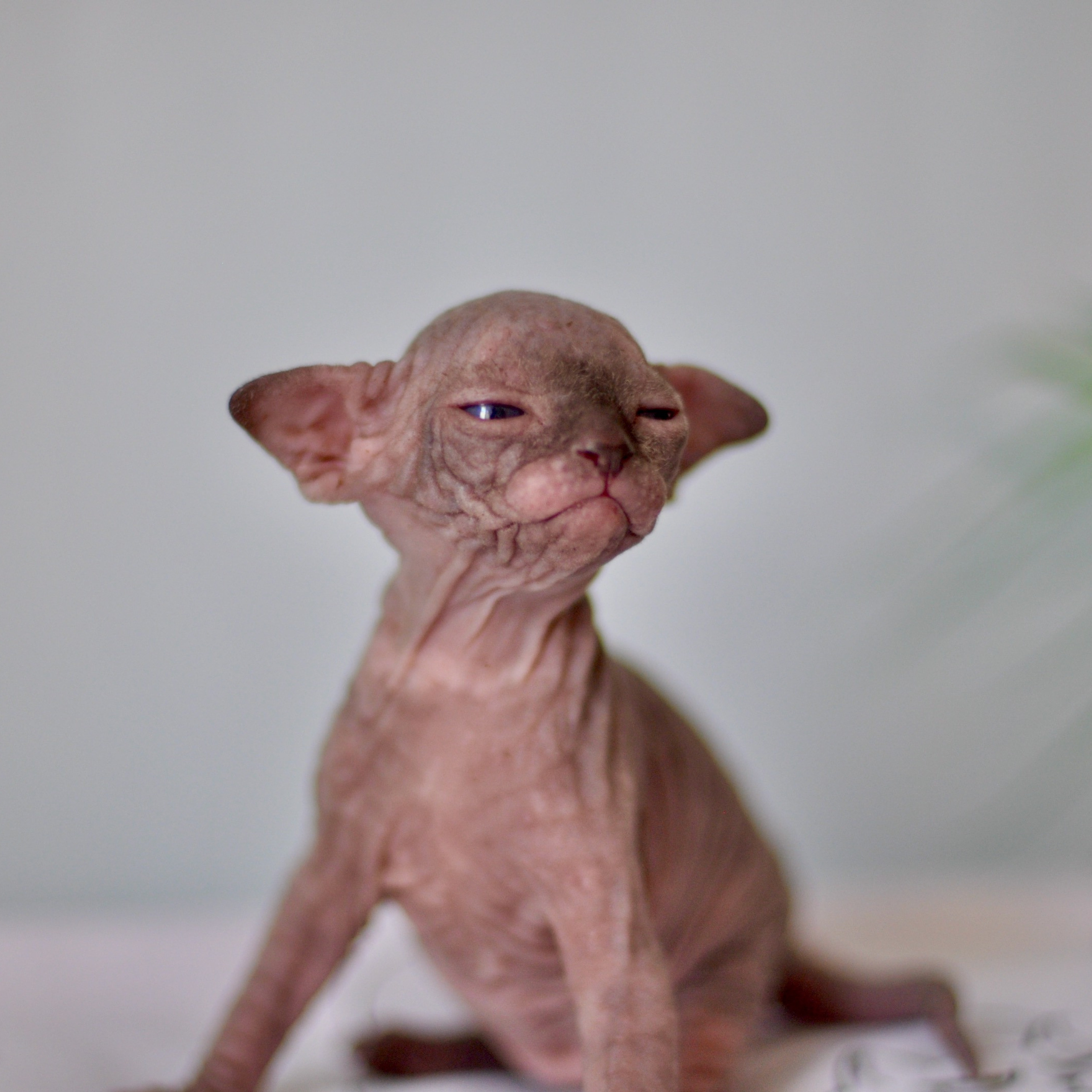 Sphynx kittens UK, Sphynx kittens United Kingdom, Sphynx kittens GB, Sphynx kittens Great Britain, Sphynx kittens London, Sphynx UK, Sphynx United Kingdom, Sphynx GB, Sphynx Great Britain, Sphynx London