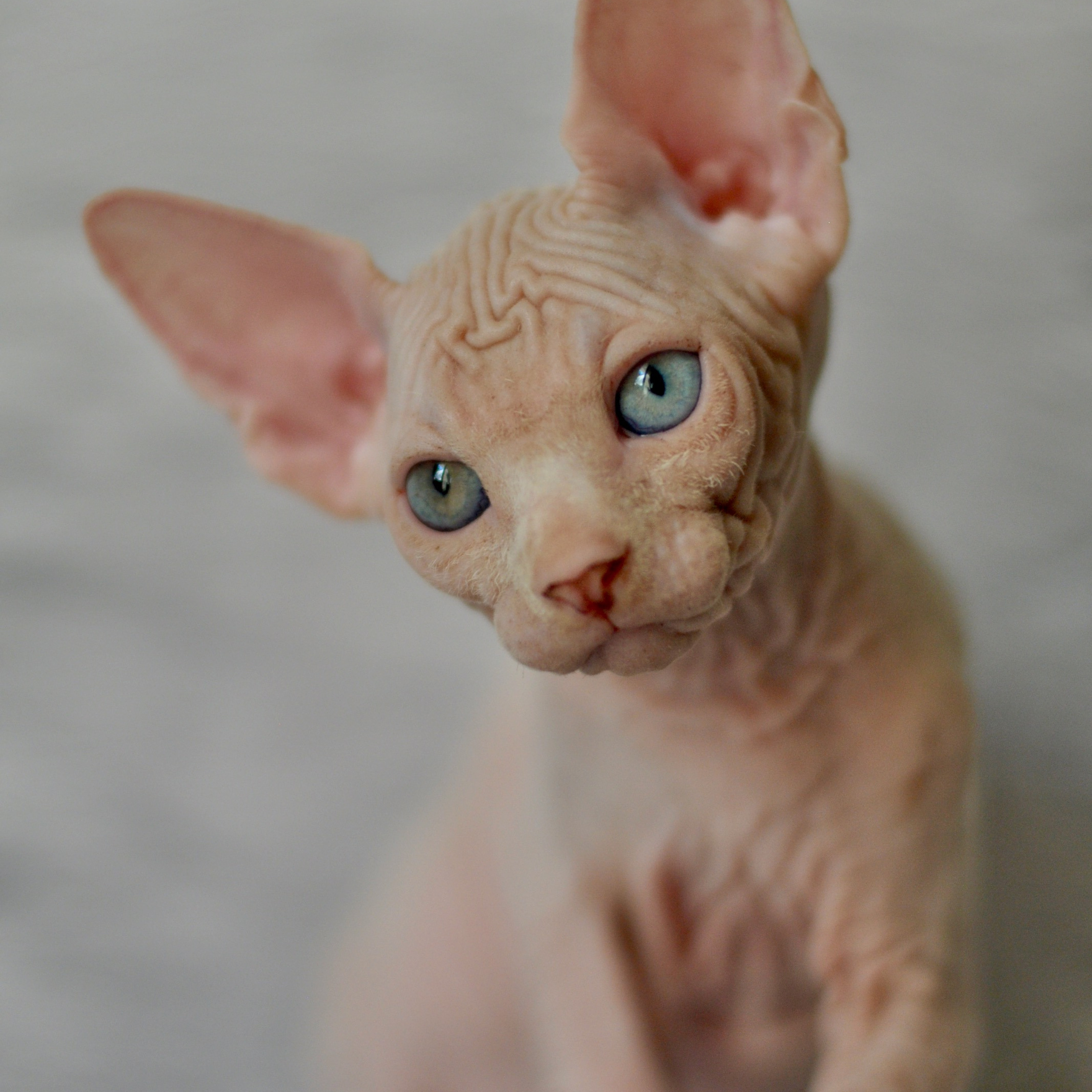 Sphynx kittens. A cattery of Canadian Sphynx breed, located in Limassol, Cyprus