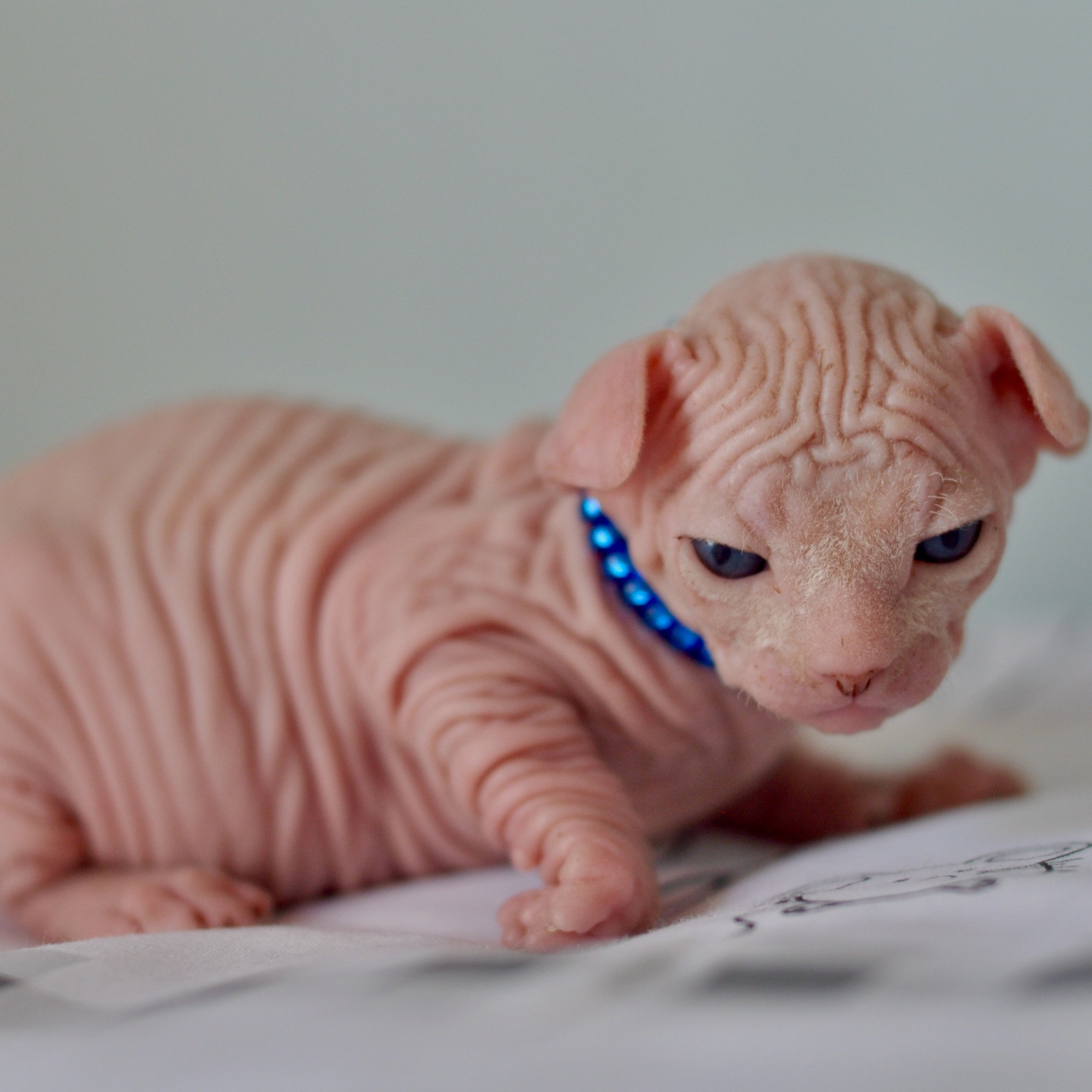 Sphynx kittens UK, Sphynx kittens United Kingdom, Sphynx kittens GB, Sphynx kittens Great Britain, Sphynx kittens London, Sphynx UK, Sphynx United Kingdom, Sphynx GB, Sphynx Great Britain, Sphynx London