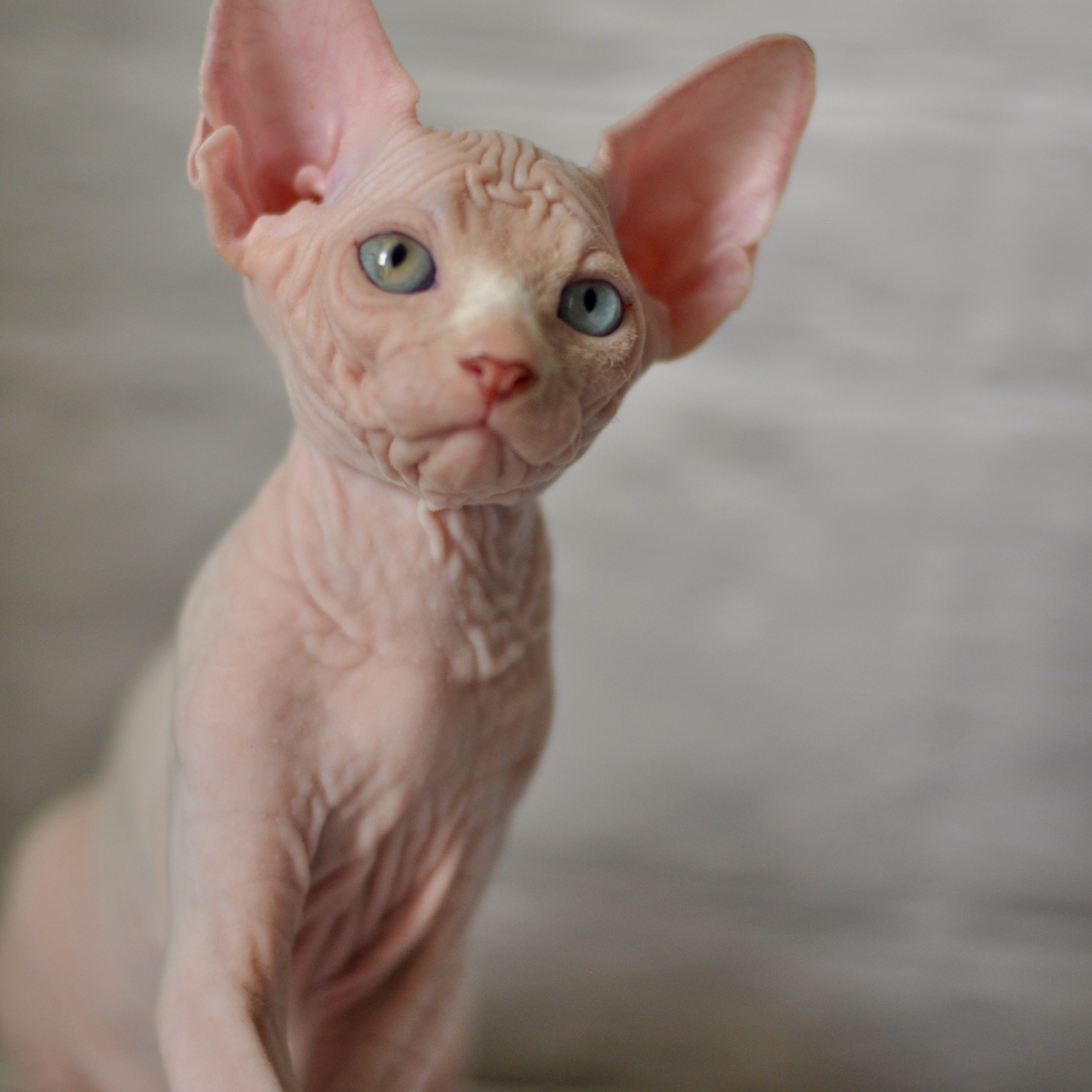 Sphynx kittens. A cattery of Canadian Sphynx breed, located in Limassol, Cyprus