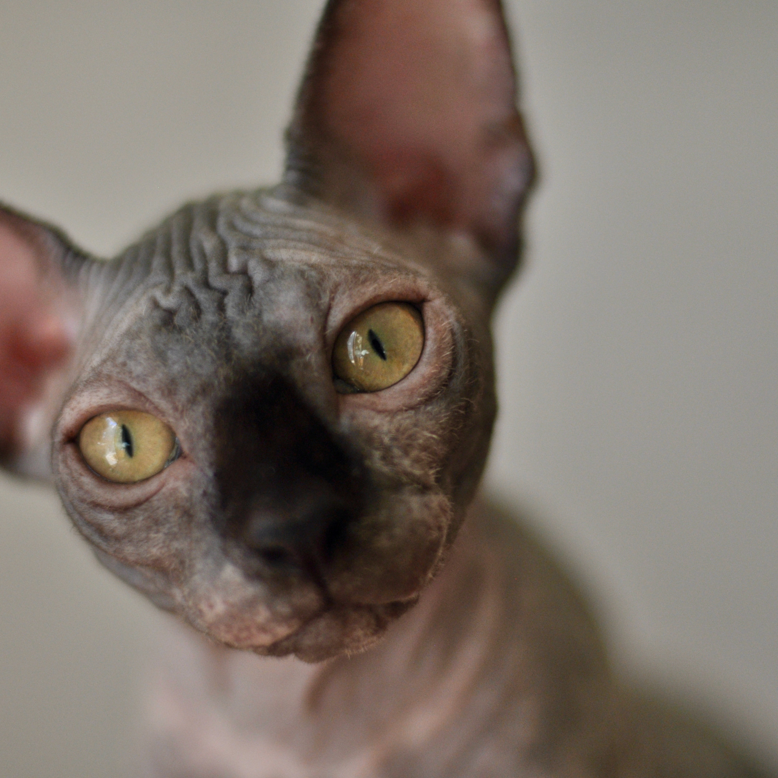 Sphynx kittens for sale. A cattery of Canadian Sphynx breed, located in Limassol, Cyprus