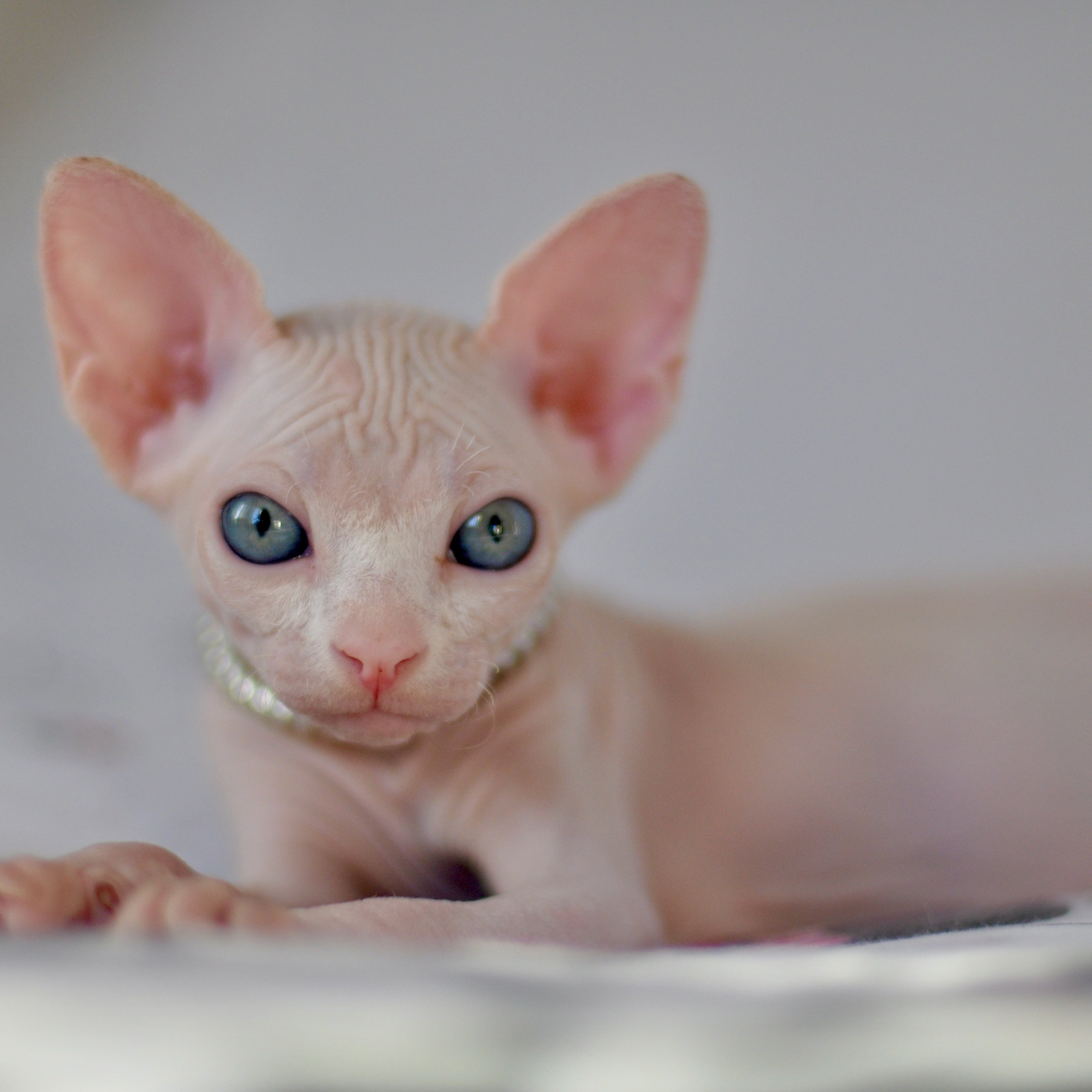 IVORY ♀️ DOB 22/05/2026 AVAILABLE
