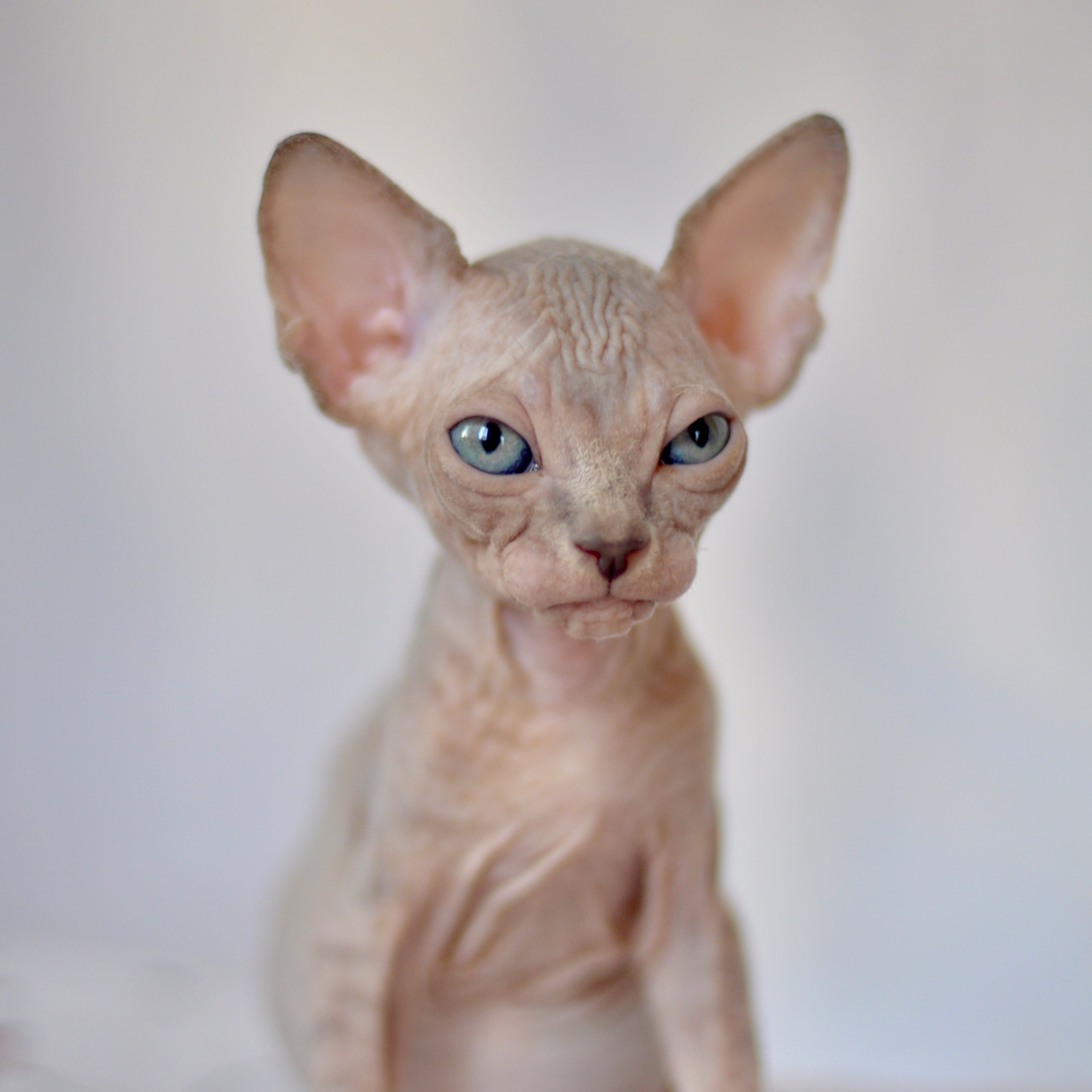 IGGY ♂ DOB 22/05/2026 AVAILABLE