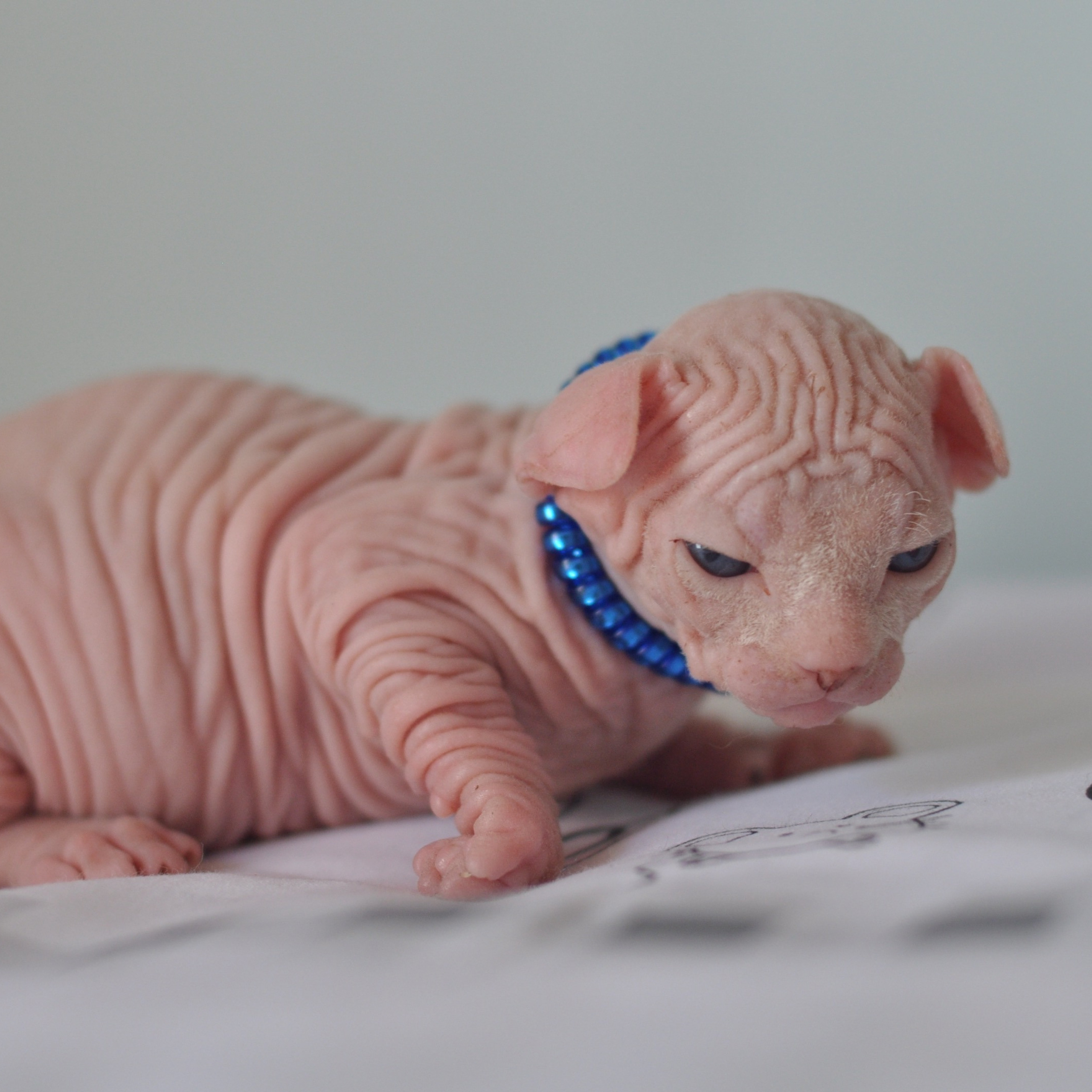 Sphynx kittens UK, Sphynx kittens United Kingdom, Sphynx kittens GB, Sphynx kittens Great Britain, Sphynx kittens London, Sphynx UK, Sphynx United Kingdom, Sphynx GB, Sphynx Great Britain, Sphynx London