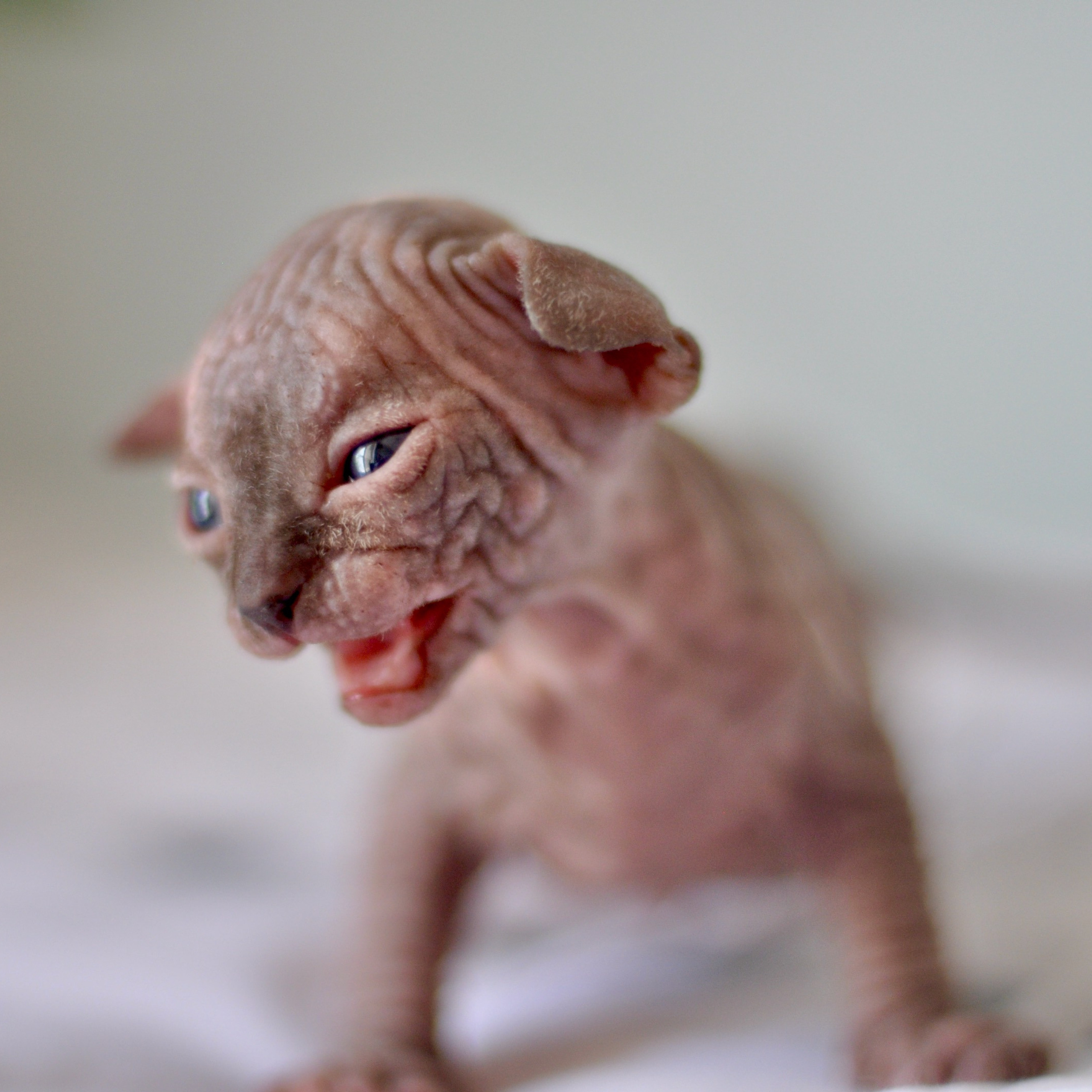 Sphynx kittens UK, Sphynx kittens United Kingdom, Sphynx kittens GB, Sphynx kittens Great Britain, Sphynx kittens London, Sphynx UK, Sphynx United Kingdom, Sphynx GB, Sphynx Great Britain, Sphynx London