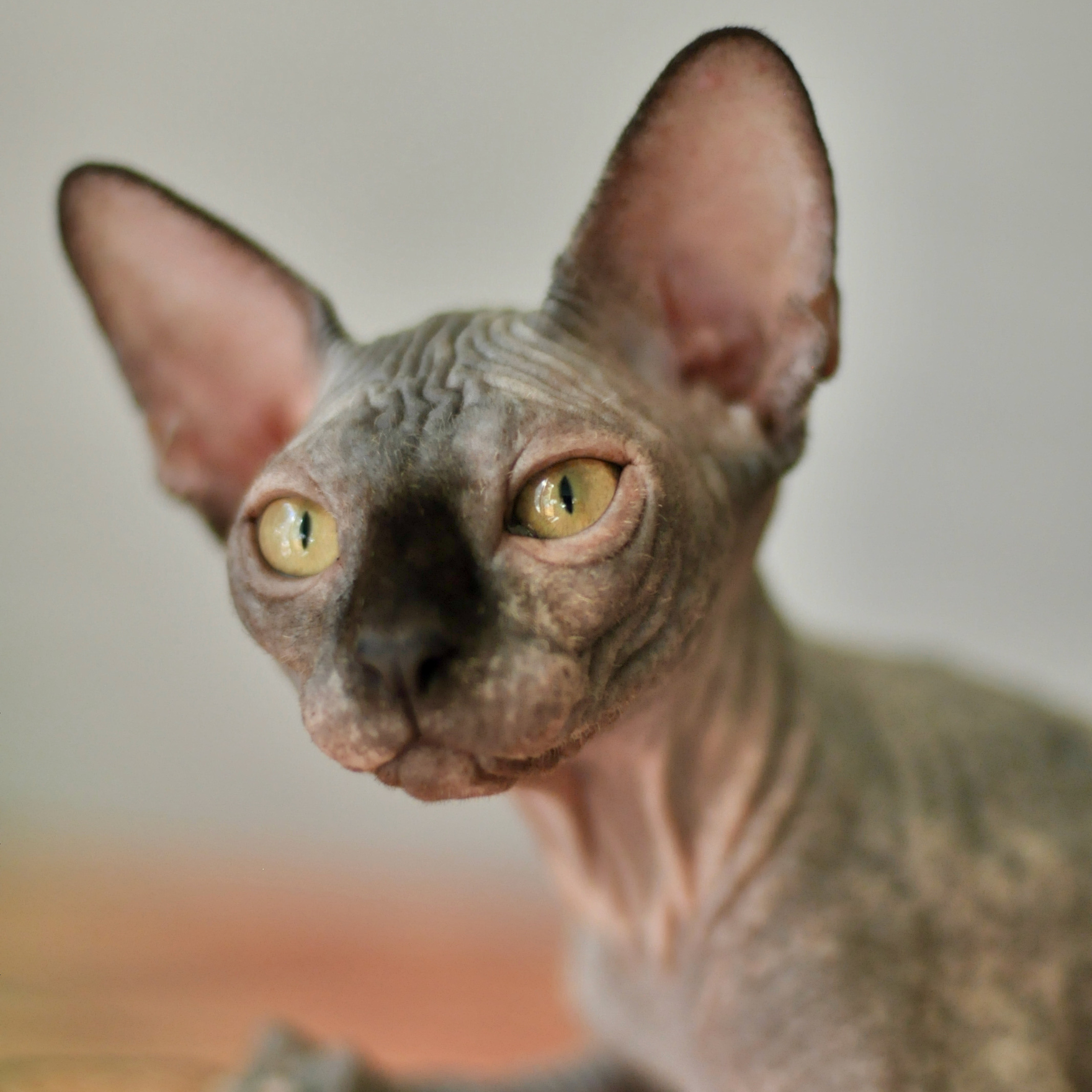 Sphynx kittens for sale. A cattery of Canadian Sphynx breed, located in Limassol, Cyprus