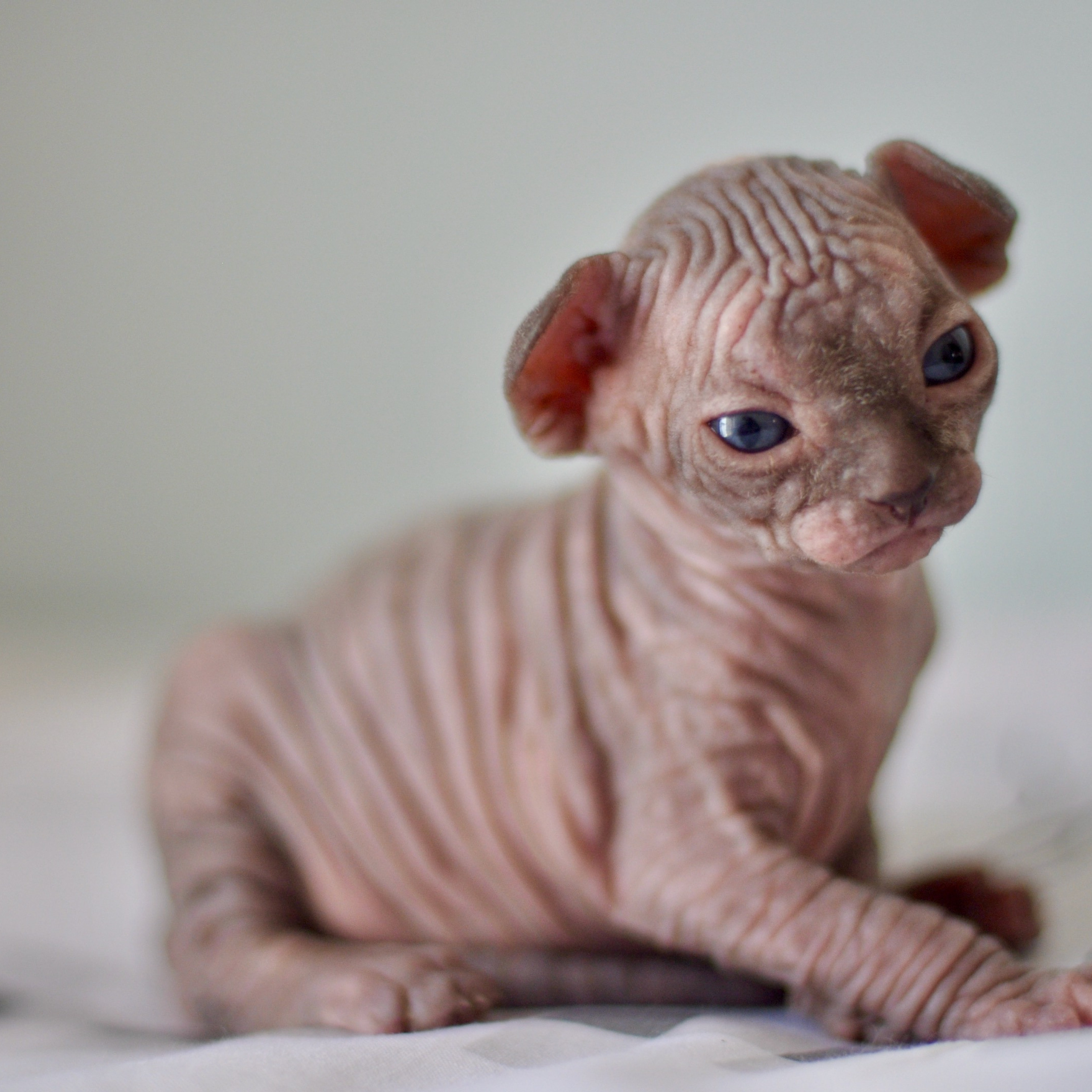 Sphynx kittens UK, Sphynx kittens United Kingdom, Sphynx kittens GB, Sphynx kittens Great Britain, Sphynx kittens London, Sphynx UK, Sphynx United Kingdom, Sphynx GB, Sphynx Great Britain, Sphynx London