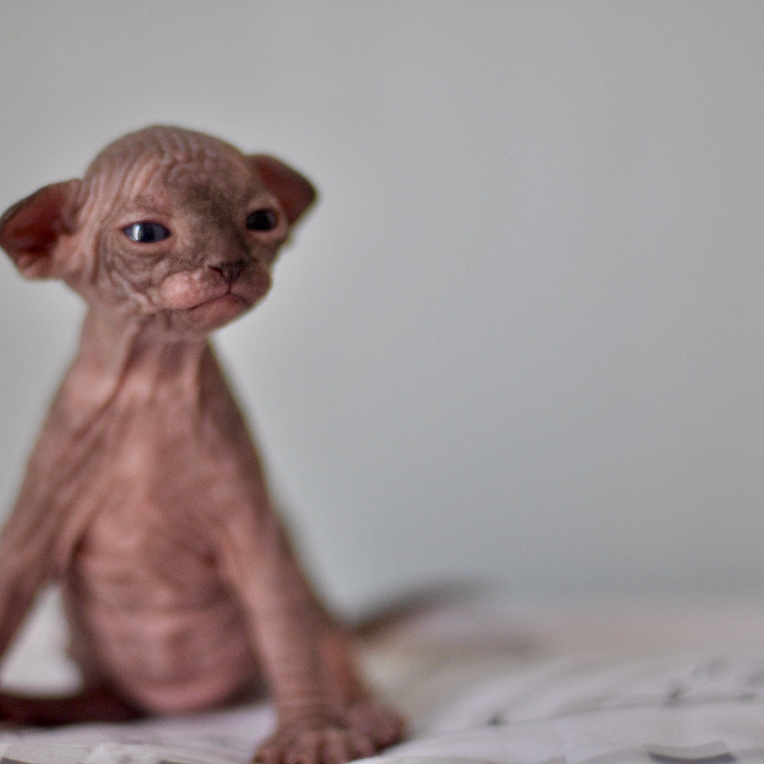 Sphynx kittens UK, Sphynx kittens United Kingdom, Sphynx kittens GB, Sphynx kittens Great Britain, Sphynx kittens London, Sphynx UK, Sphynx United Kingdom, Sphynx GB, Sphynx Great Britain, Sphynx London