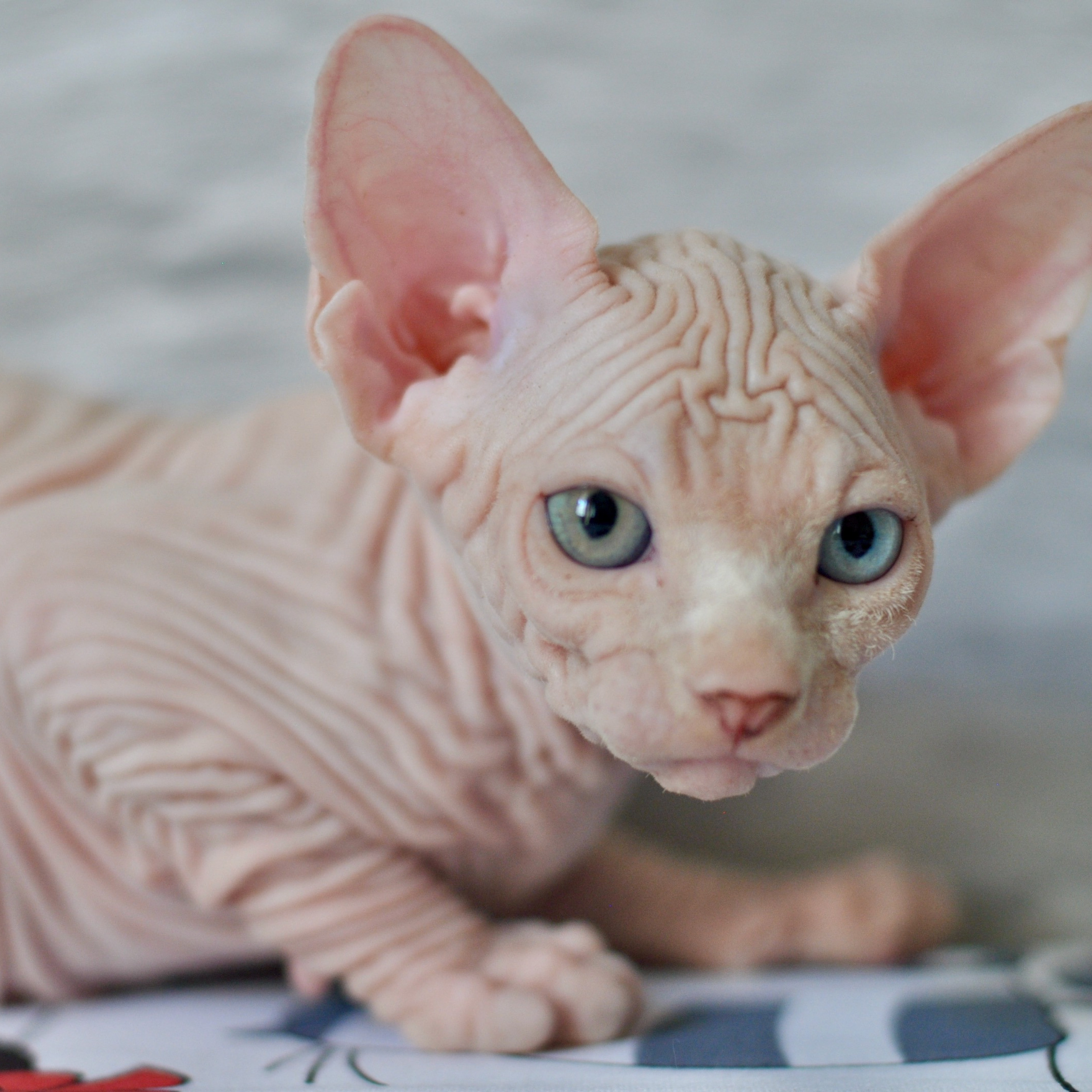 Sphynx kittens. A cattery of Canadian Sphynx breed, located in Limassol, Cyprus