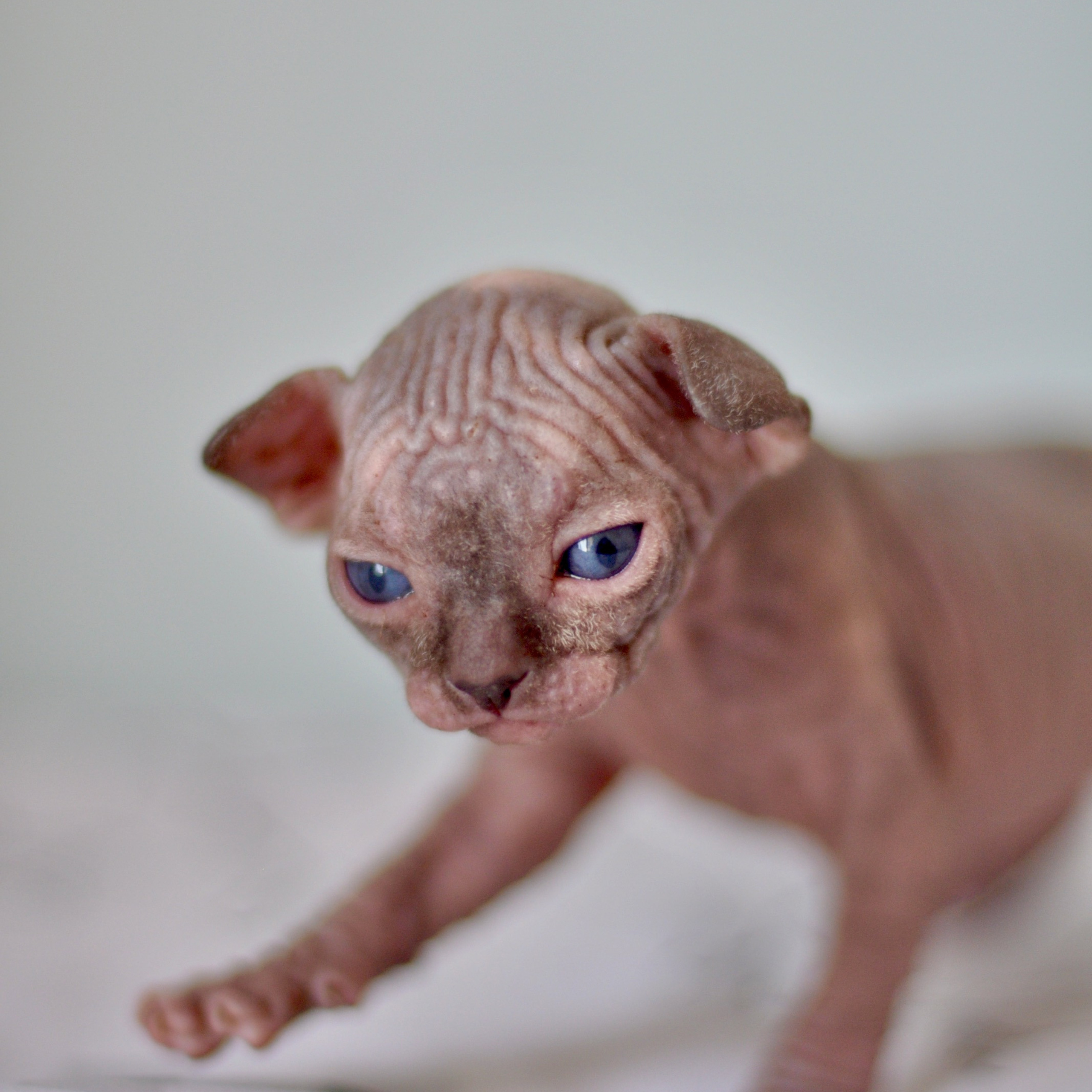 Sphynx kittens UK, Sphynx kittens United Kingdom, Sphynx kittens GB, Sphynx kittens Great Britain, Sphynx kittens London, Sphynx UK, Sphynx United Kingdom, Sphynx GB, Sphynx Great Britain, Sphynx London