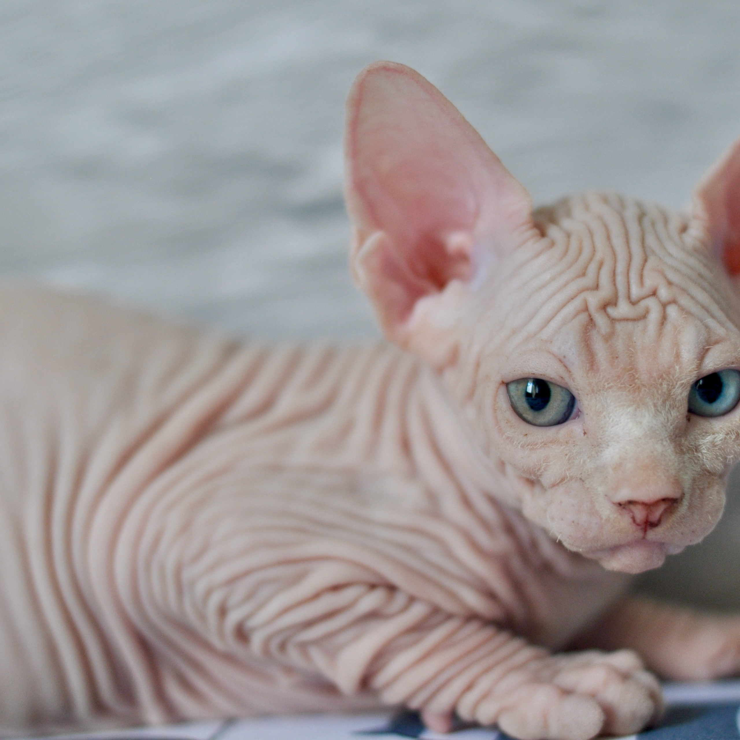 Sphynx kittens. A cattery of Canadian Sphynx breed, located in Limassol, Cyprus