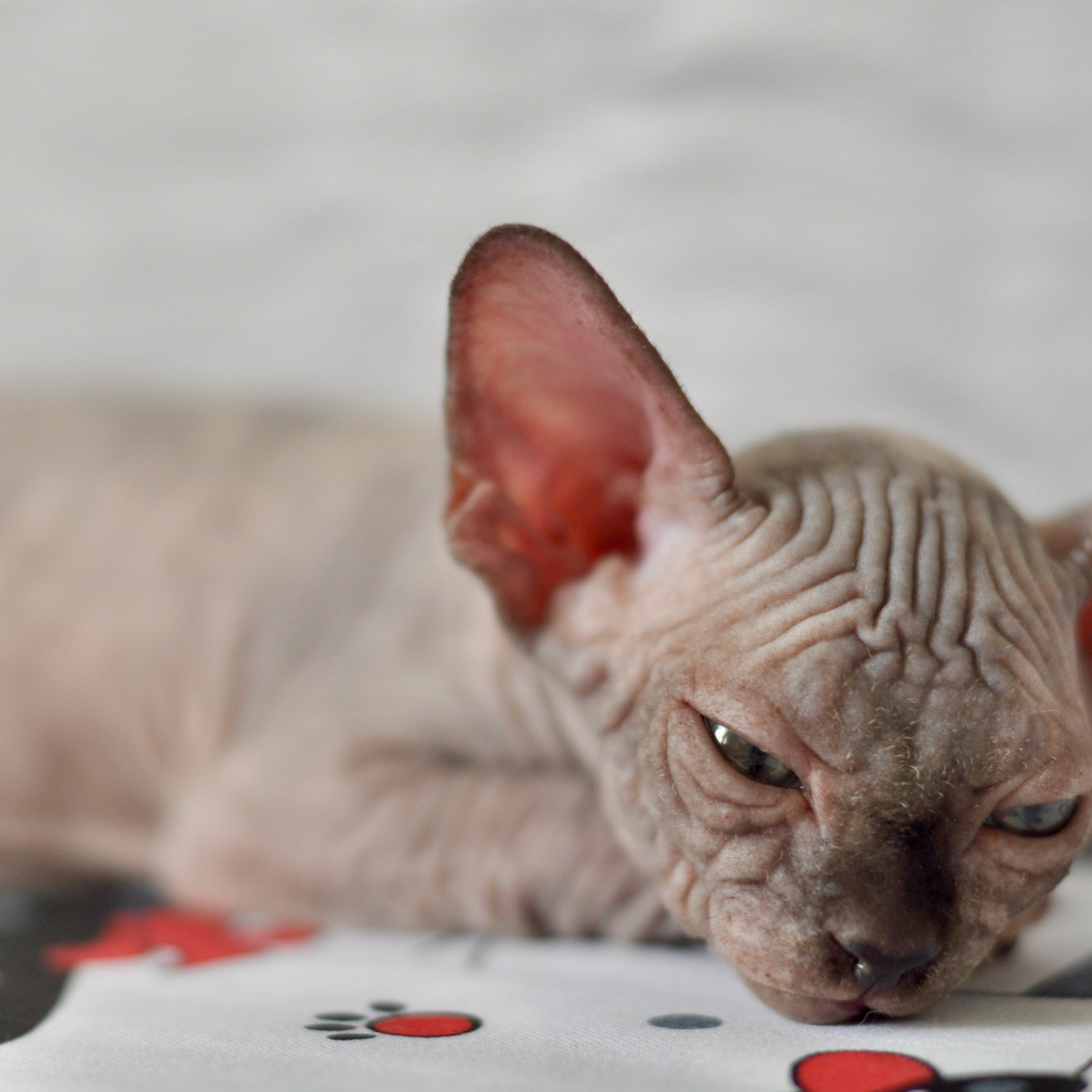 Sphynx kittens UK, Sphynx kittens United Kingdom, Sphynx kittens GB, Sphynx kittens Great Britain, Sphynx kittens London, Sphynx UK, Sphynx United Kingdom, Sphynx GB, Sphynx Great Britain, Sphynx London