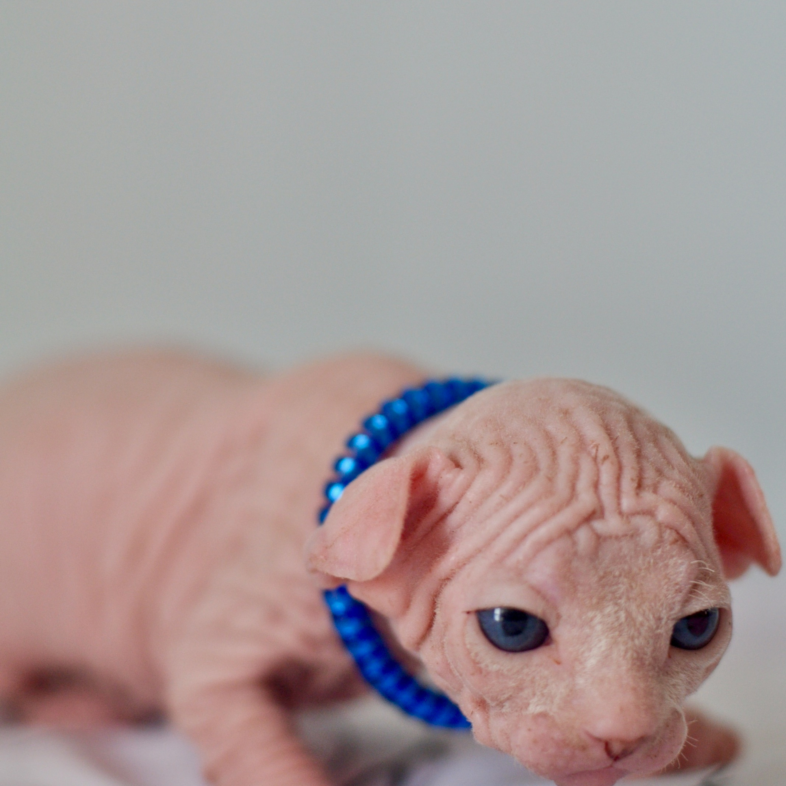 Sphynx kittens UK, Sphynx kittens United Kingdom, Sphynx kittens GB, Sphynx kittens Great Britain, Sphynx kittens London, Sphynx UK, Sphynx United Kingdom, Sphynx GB, Sphynx Great Britain, Sphynx London