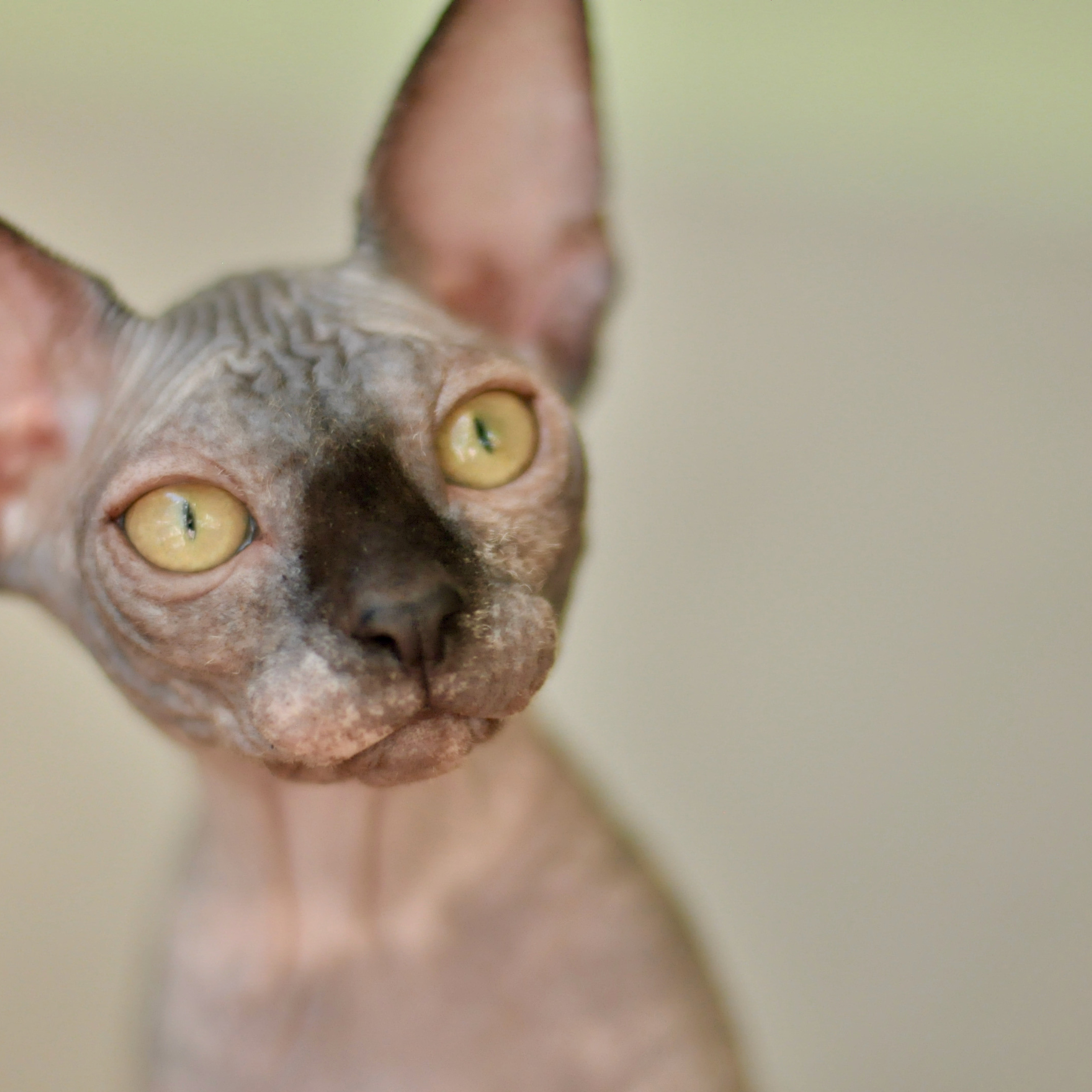 Sphynx kittens for sale. A cattery of Canadian Sphynx breed, located in Limassol, Cyprus