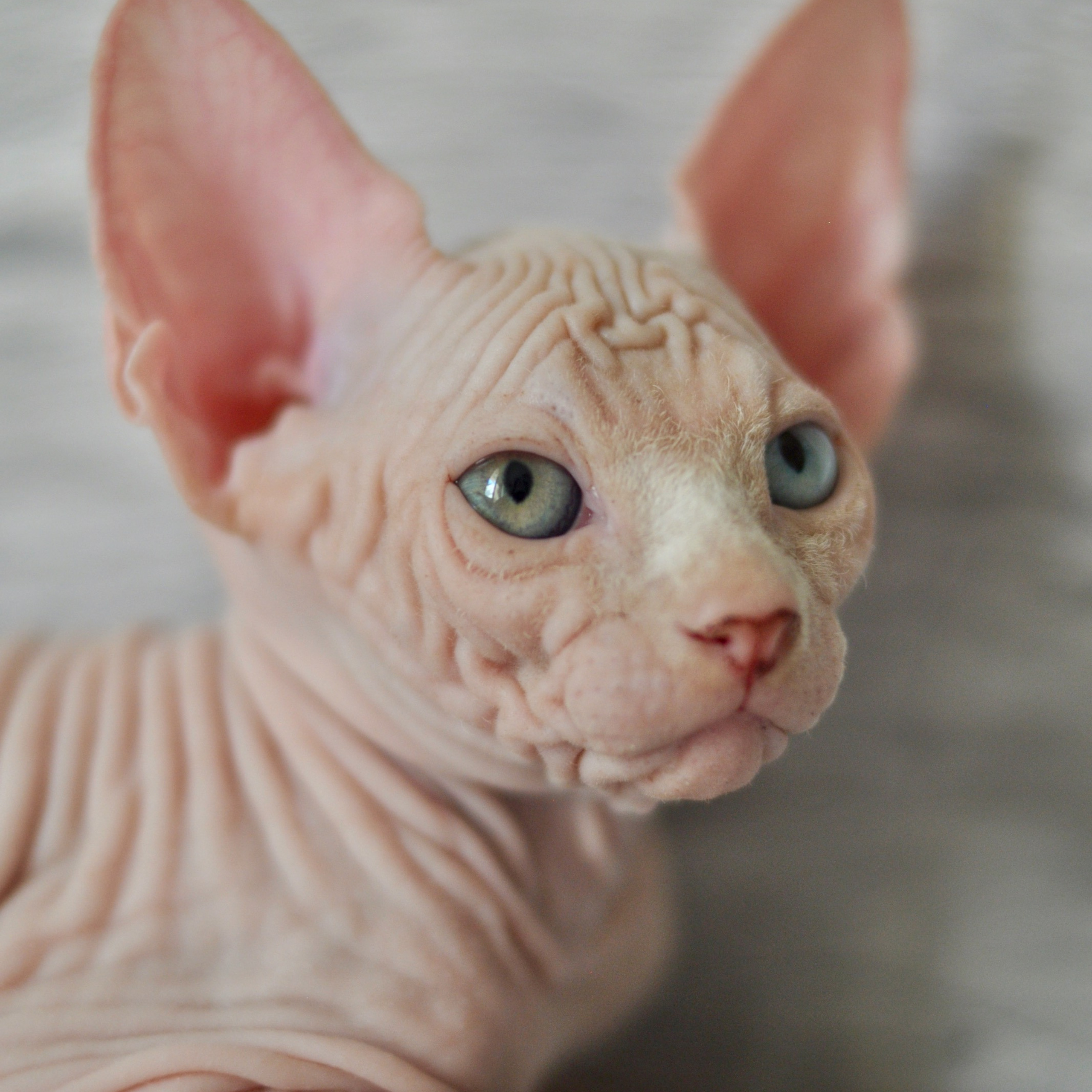 Sphynx kittens. A cattery of Canadian Sphynx breed, located in Limassol, Cyprus