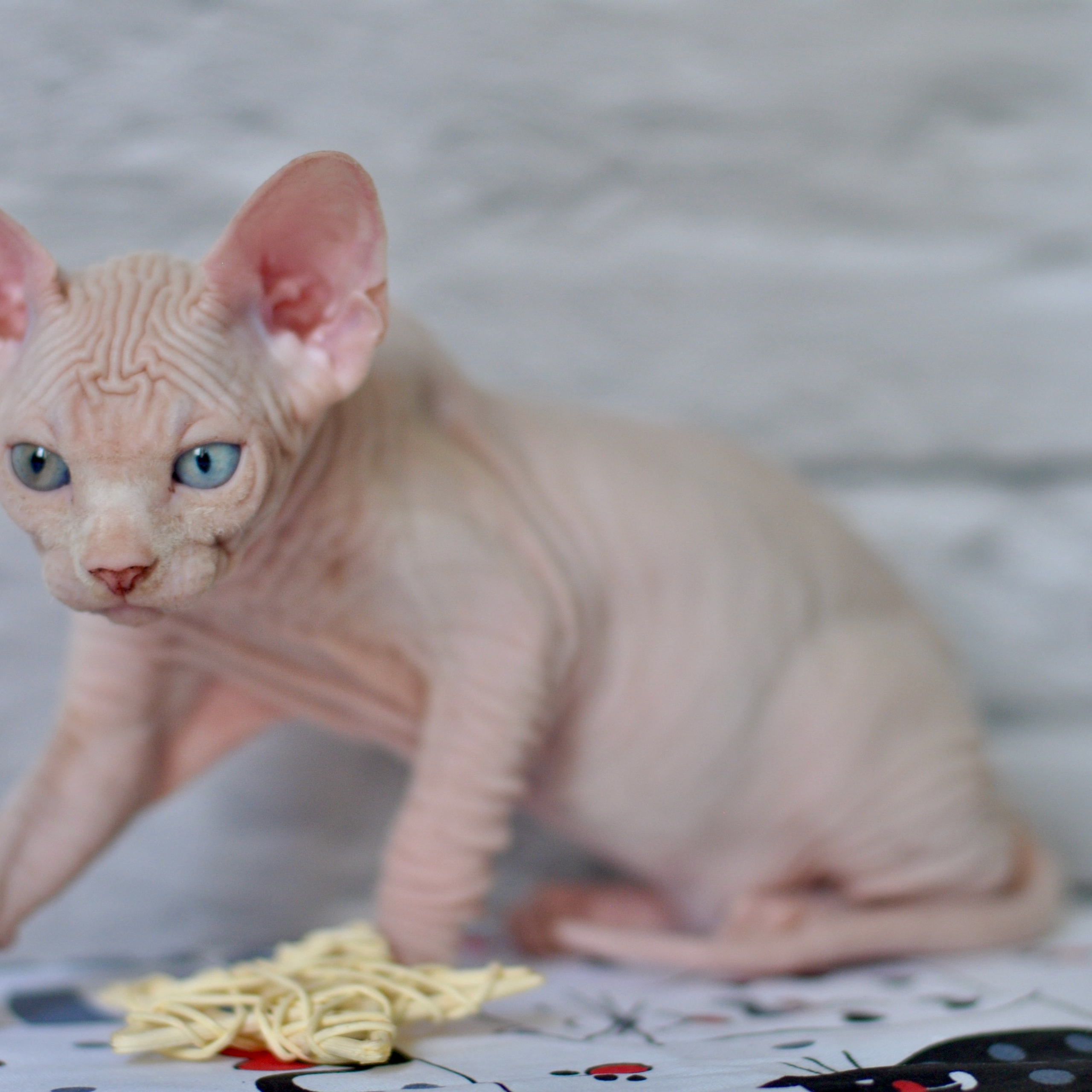 Sphynx kittens UK, Sphynx kittens United Kingdom, Sphynx kittens GB, Sphynx kittens Great Britain, Sphynx kittens London, Sphynx UK, Sphynx United Kingdom, Sphynx GB, Sphynx Great Britain, Sphynx London