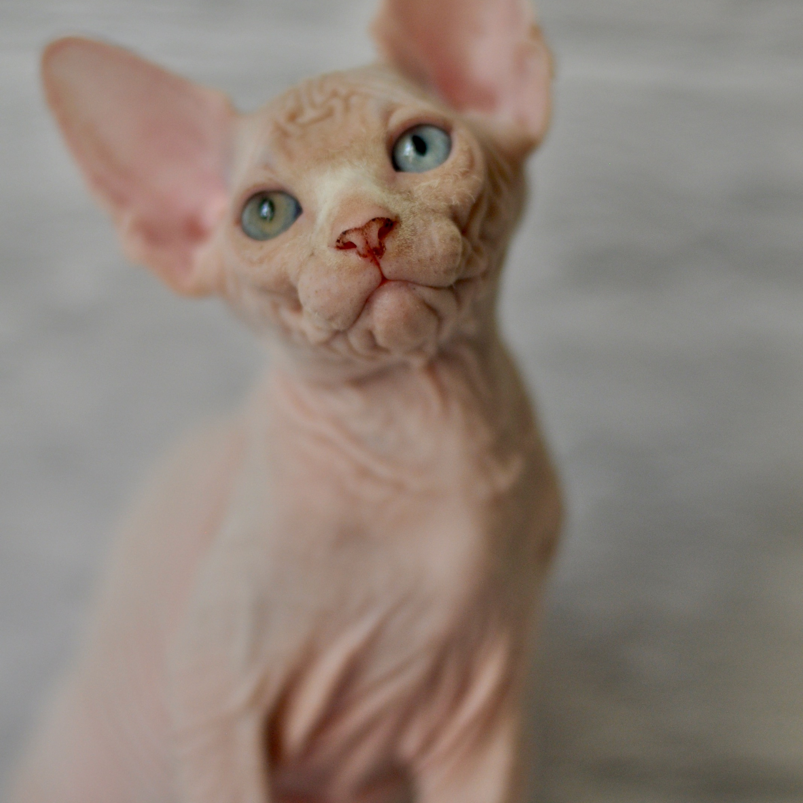 Sphynx kittens. A cattery of Canadian Sphynx breed, located in Limassol, Cyprus