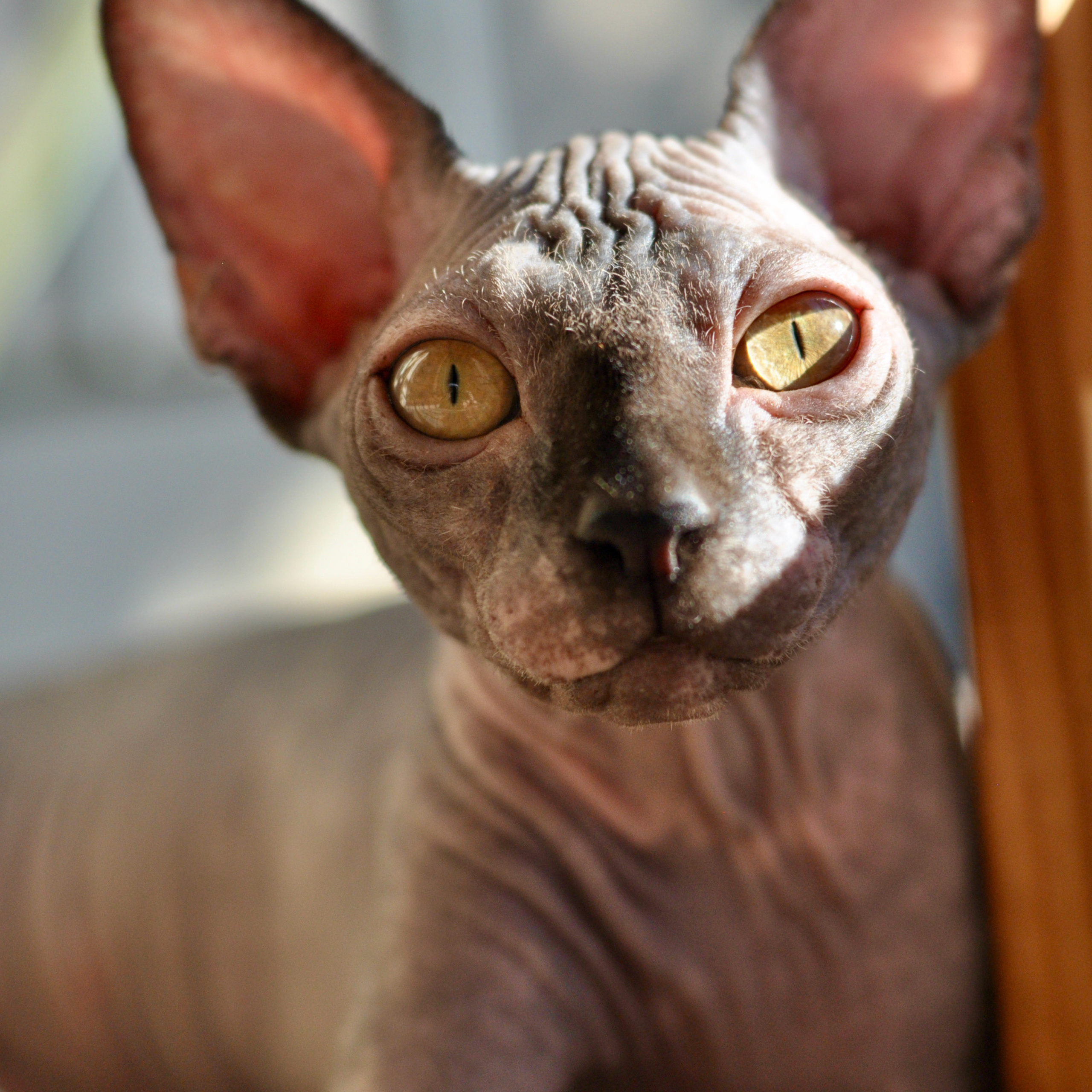 Sphynx kittens for sale. A cattery of Canadian Sphynx breed, located in Limassol, Cyprus