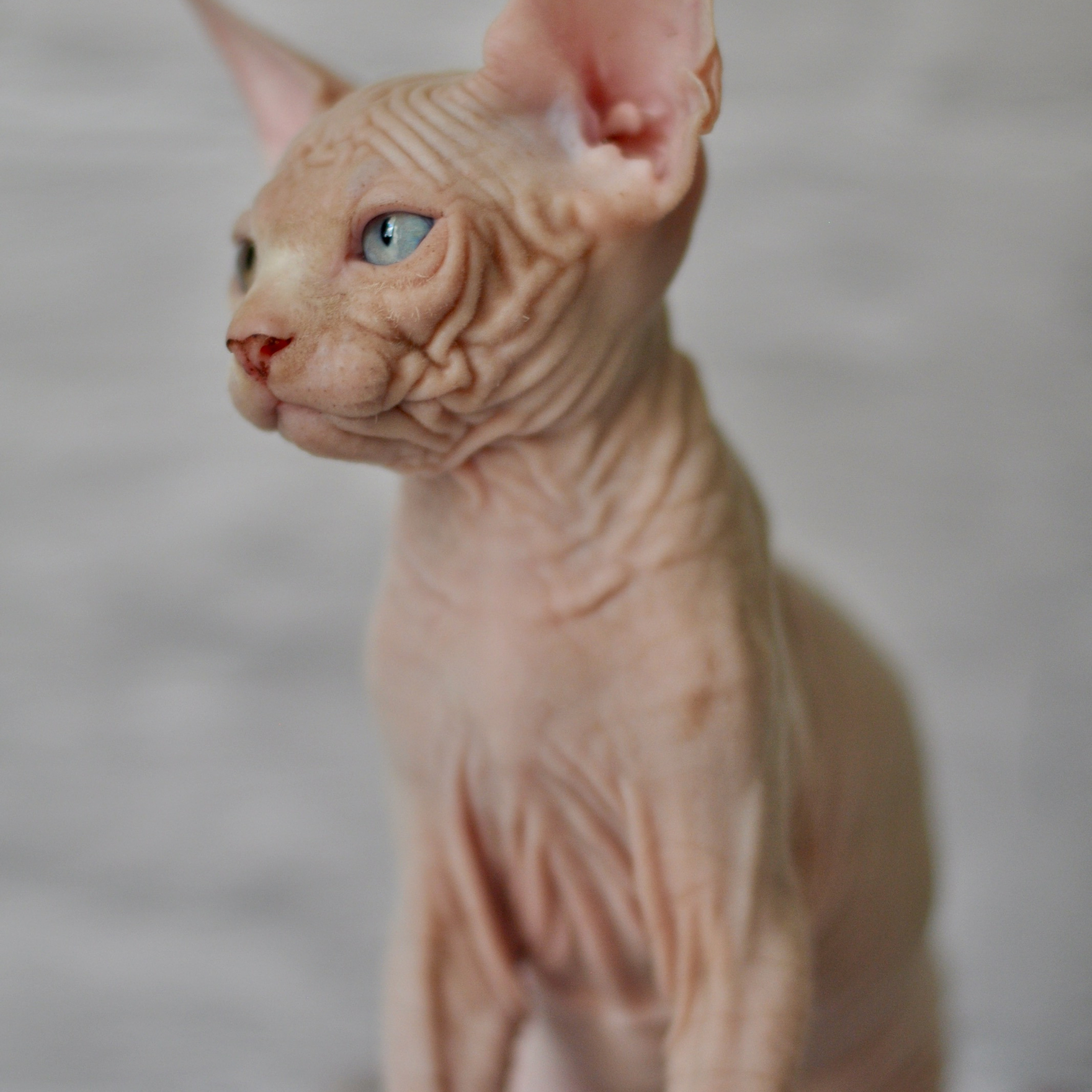 Sphynx kittens. A cattery of Canadian Sphynx breed, located in Limassol, Cyprus