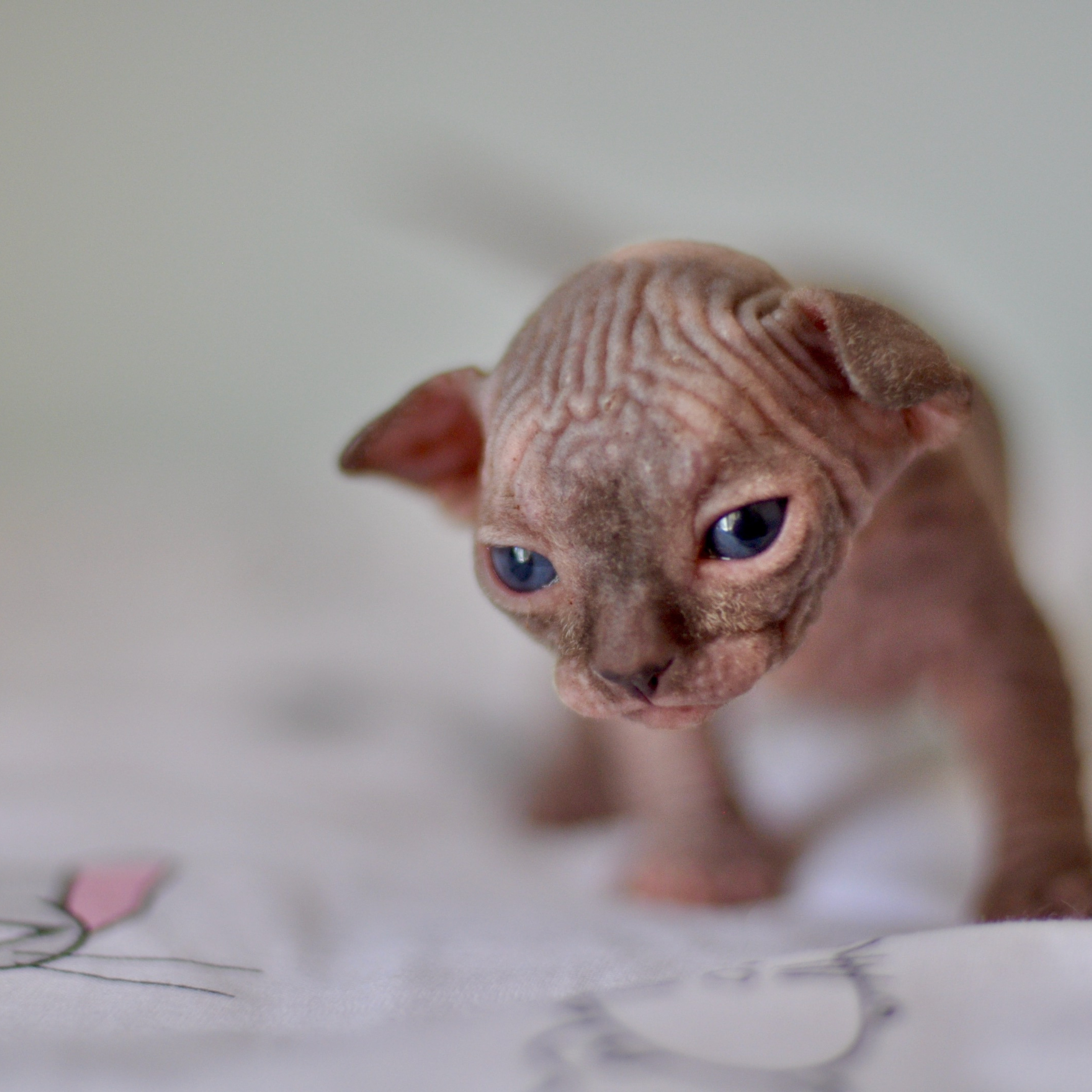 Sphynx kittens UK, Sphynx kittens United Kingdom, Sphynx kittens GB, Sphynx kittens Great Britain, Sphynx kittens London, Sphynx UK, Sphynx United Kingdom, Sphynx GB, Sphynx Great Britain, Sphynx London