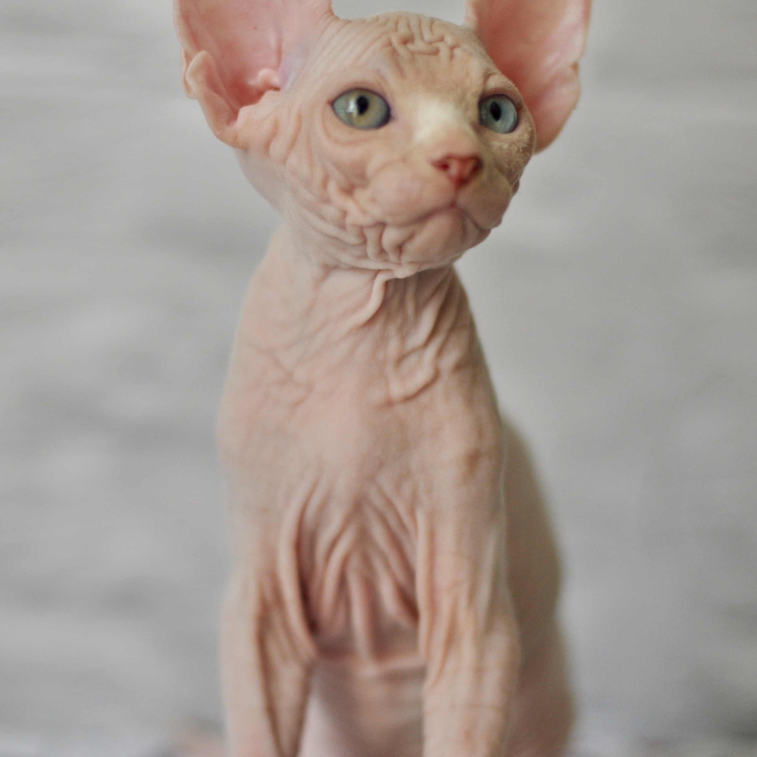 Sphynx kittens. A cattery of Canadian Sphynx breed, located in Limassol, Cyprus