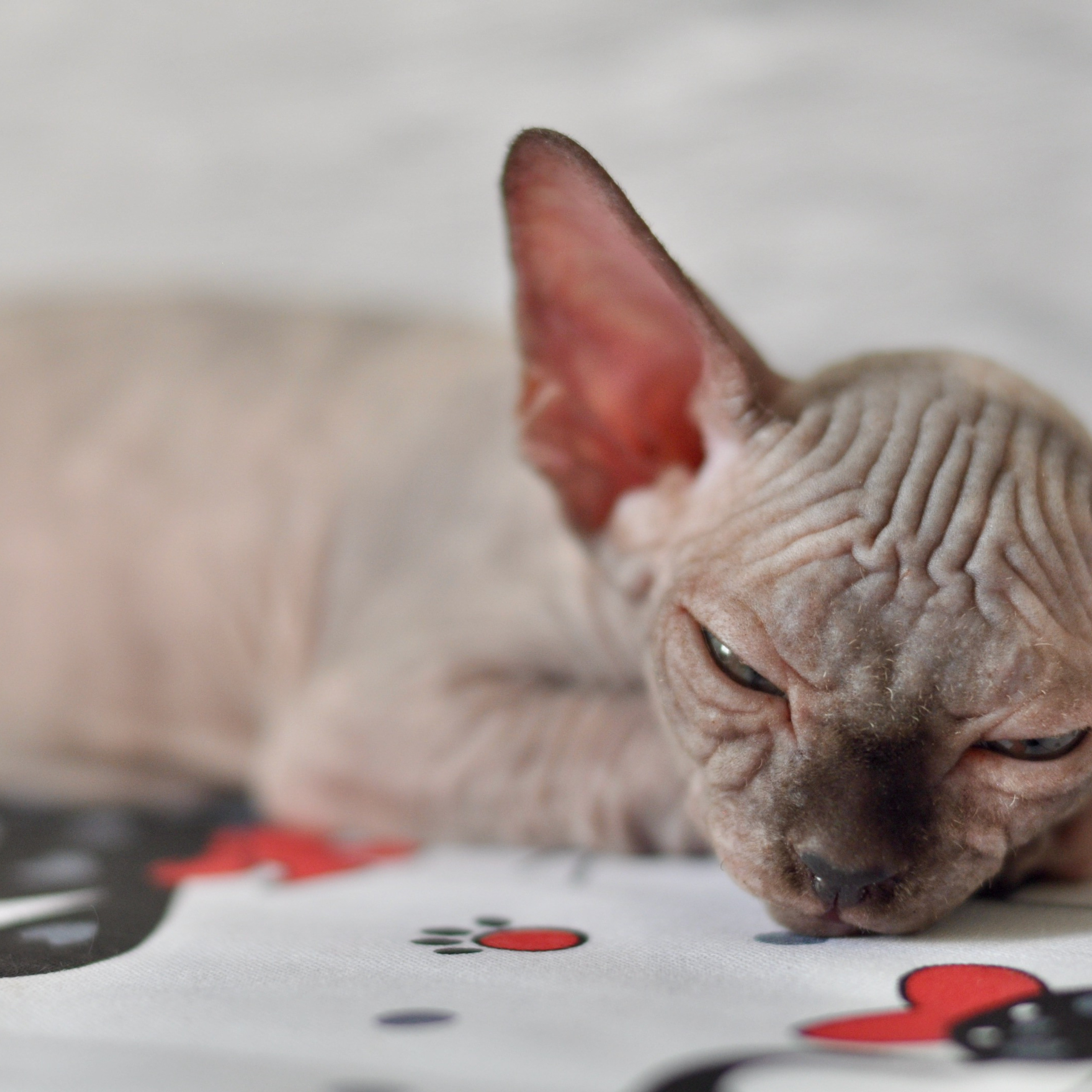 Sphynx kittens UK, Sphynx kittens United Kingdom, Sphynx kittens GB, Sphynx kittens Great Britain, Sphynx kittens London, Sphynx UK, Sphynx United Kingdom, Sphynx GB, Sphynx Great Britain, Sphynx London