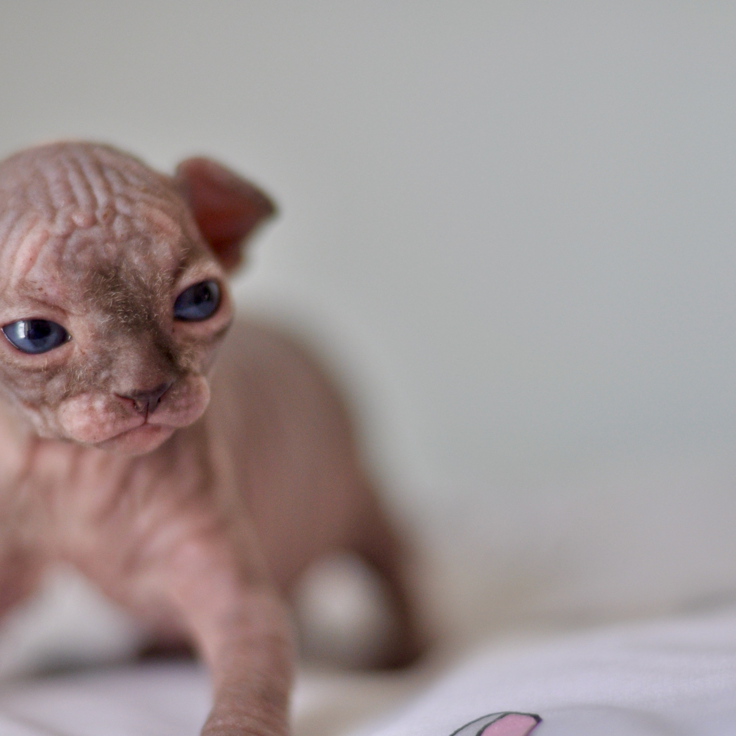 Sphynx kittens UK, Sphynx kittens United Kingdom, Sphynx kittens GB, Sphynx kittens Great Britain, Sphynx kittens London, Sphynx UK, Sphynx United Kingdom, Sphynx GB, Sphynx Great Britain, Sphynx London