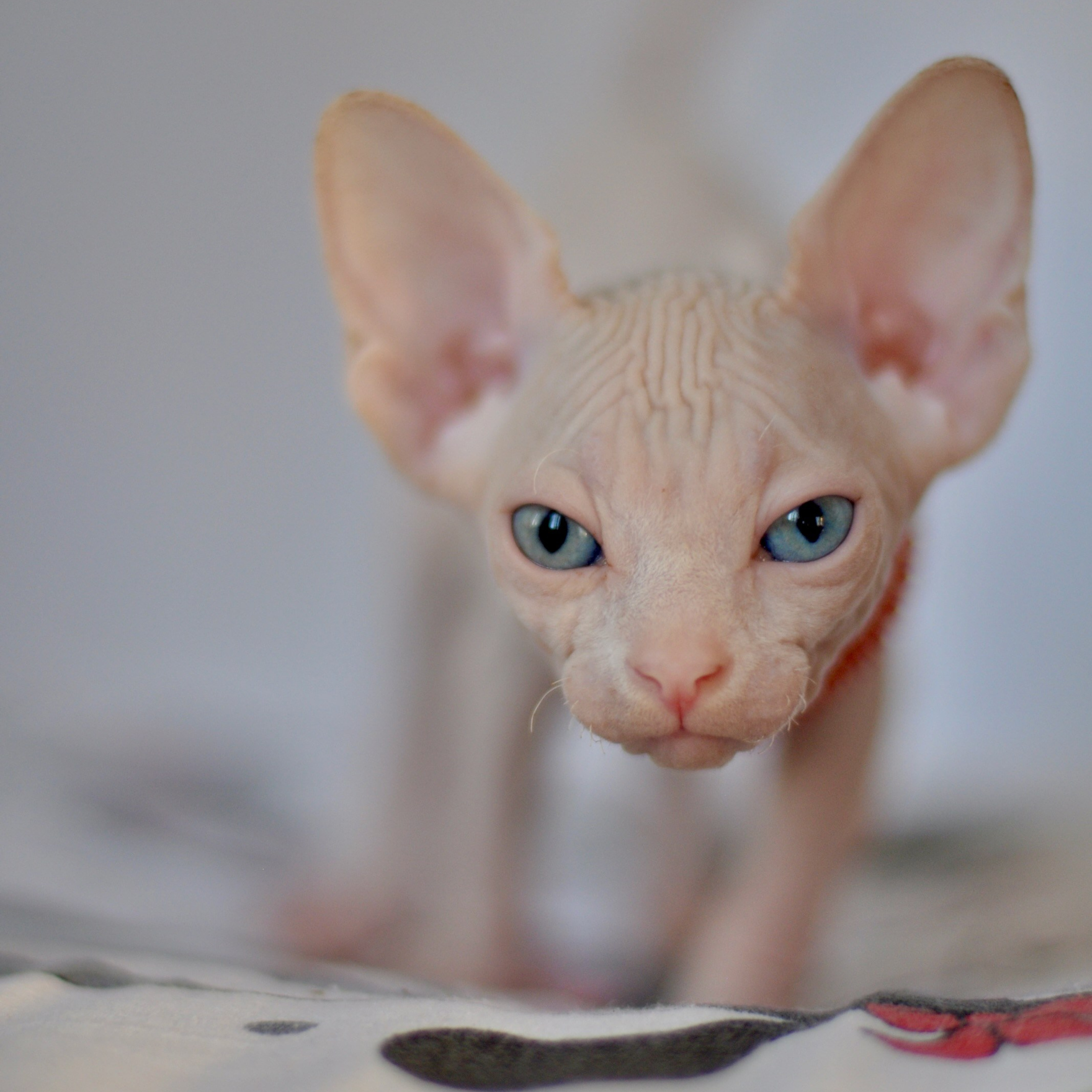 ISLA (ODD EYED) ♀️ DOB 22/05/2026 AVAILABLE