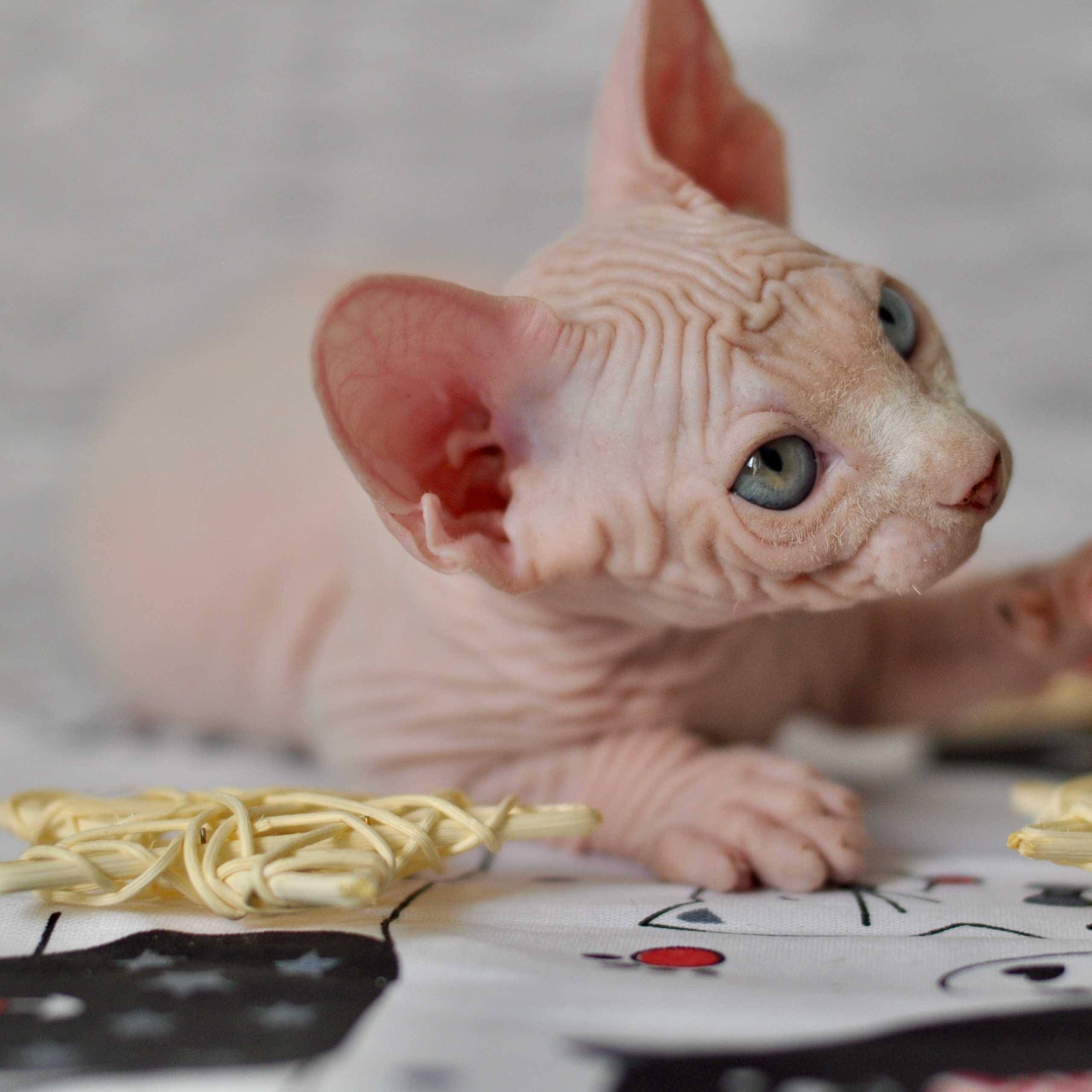 Sphynx kittens. A cattery of Canadian Sphynx breed, located in Limassol, Cyprus