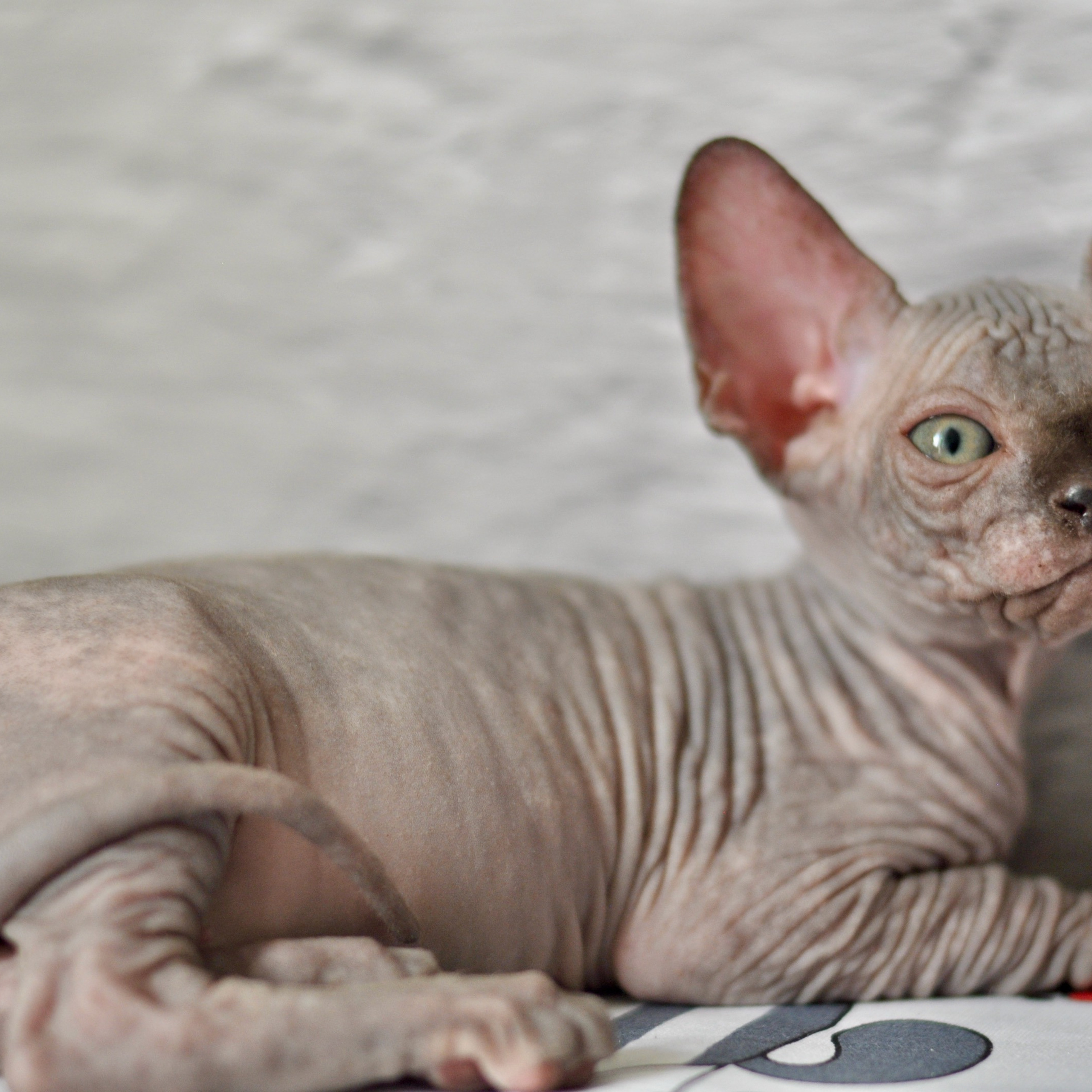 Sphynx kittens UK, Sphynx kittens United Kingdom, Sphynx kittens GB, Sphynx kittens Great Britain, Sphynx kittens London, Sphynx UK, Sphynx United Kingdom, Sphynx GB, Sphynx Great Britain, Sphynx London