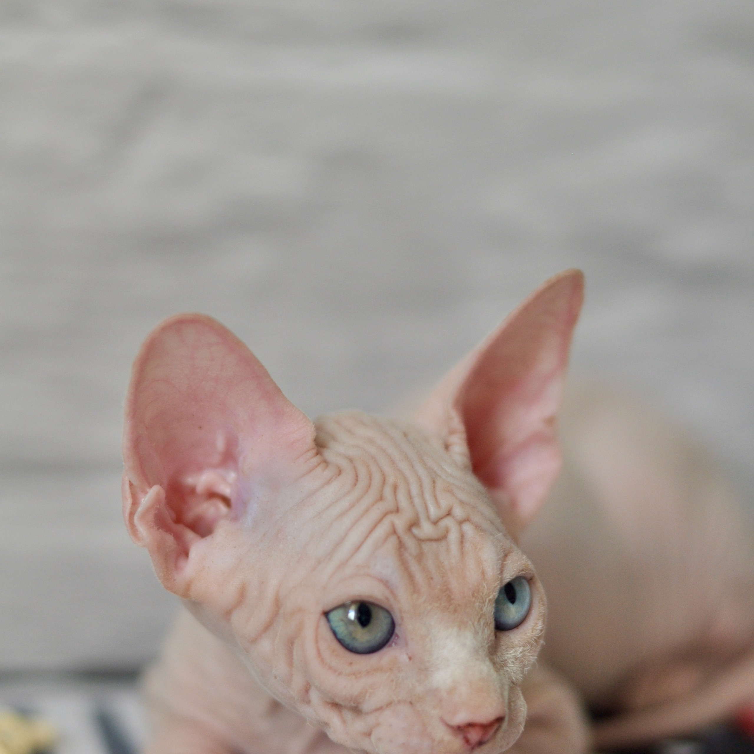 Sphynx kittens. A cattery of Canadian Sphynx breed, located in Limassol, Cyprus