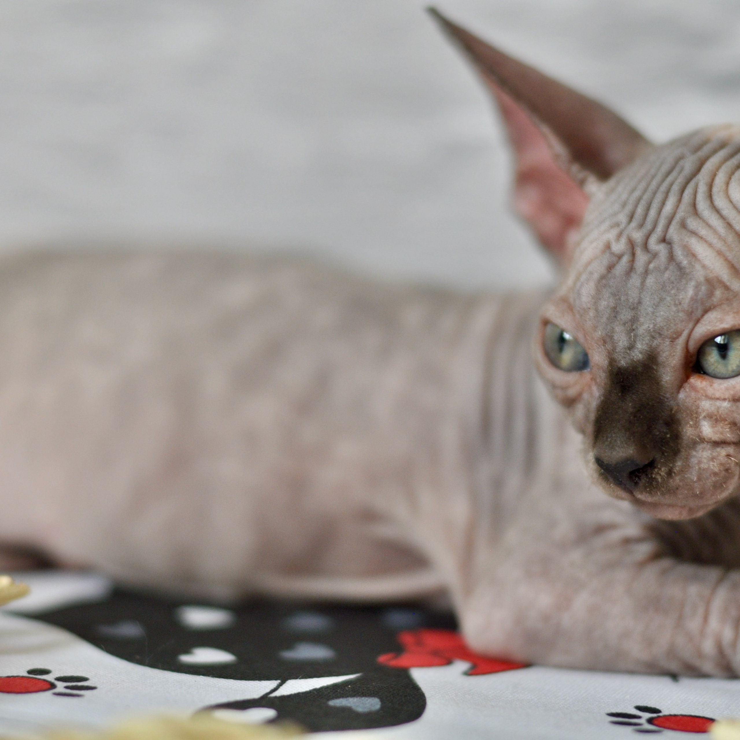 Sphynx kittens UK, Sphynx kittens United Kingdom, Sphynx kittens GB, Sphynx kittens Great Britain, Sphynx kittens London, Sphynx UK, Sphynx United Kingdom, Sphynx GB, Sphynx Great Britain, Sphynx London