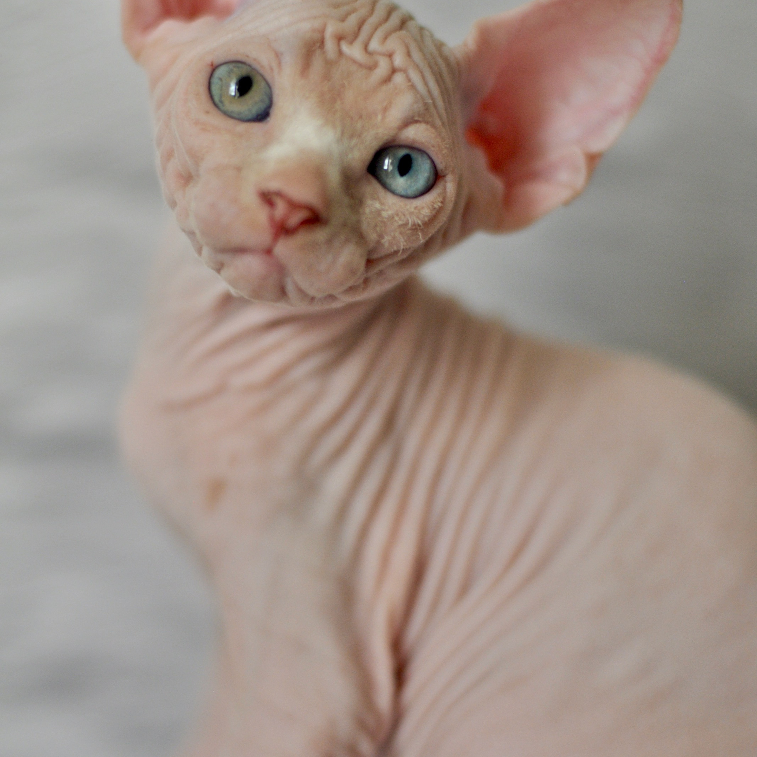Sphynx kittens. A cattery of Canadian Sphynx breed, located in Limassol, Cyprus