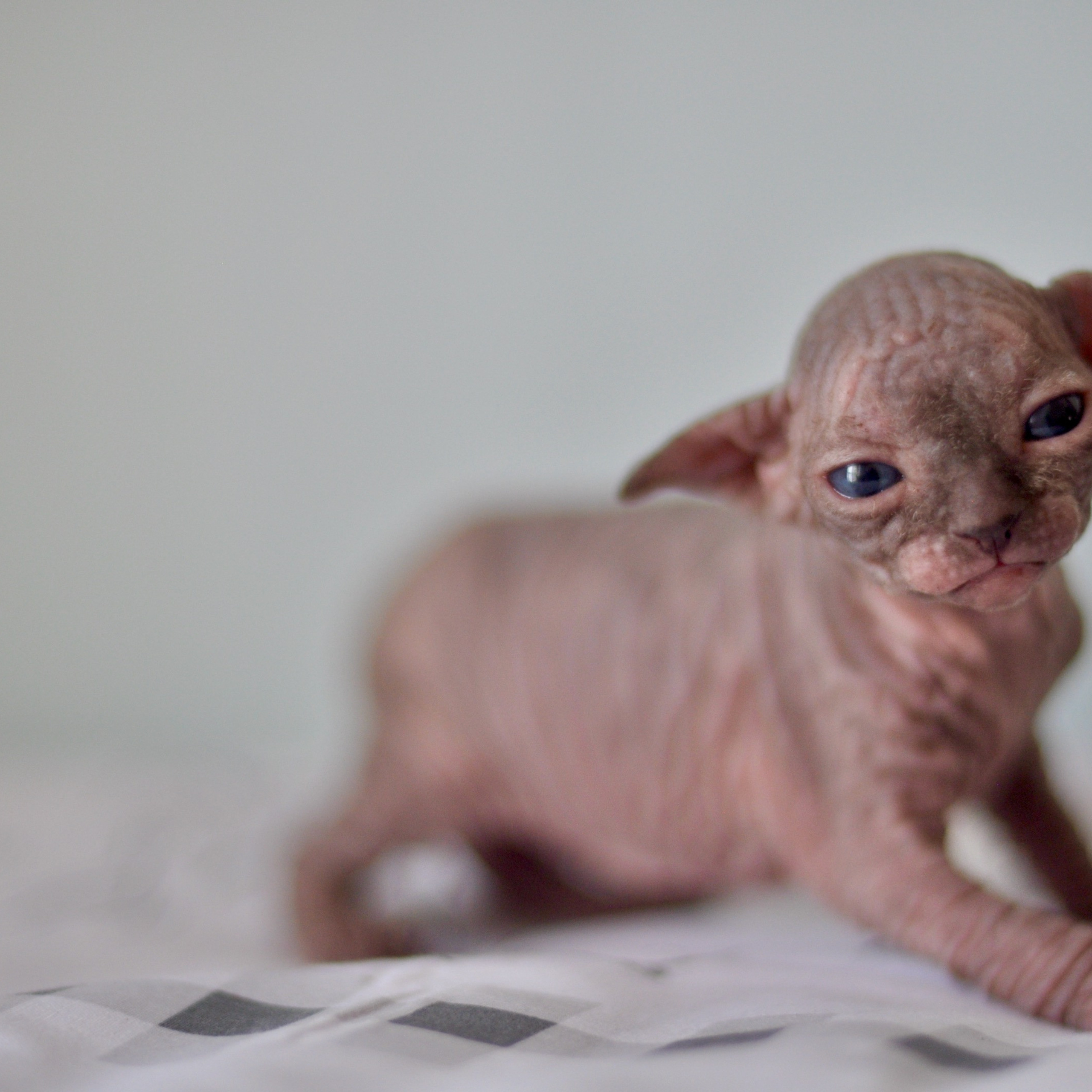 Sphynx kittens UK, Sphynx kittens United Kingdom, Sphynx kittens GB, Sphynx kittens Great Britain, Sphynx kittens London, Sphynx UK, Sphynx United Kingdom, Sphynx GB, Sphynx Great Britain, Sphynx London