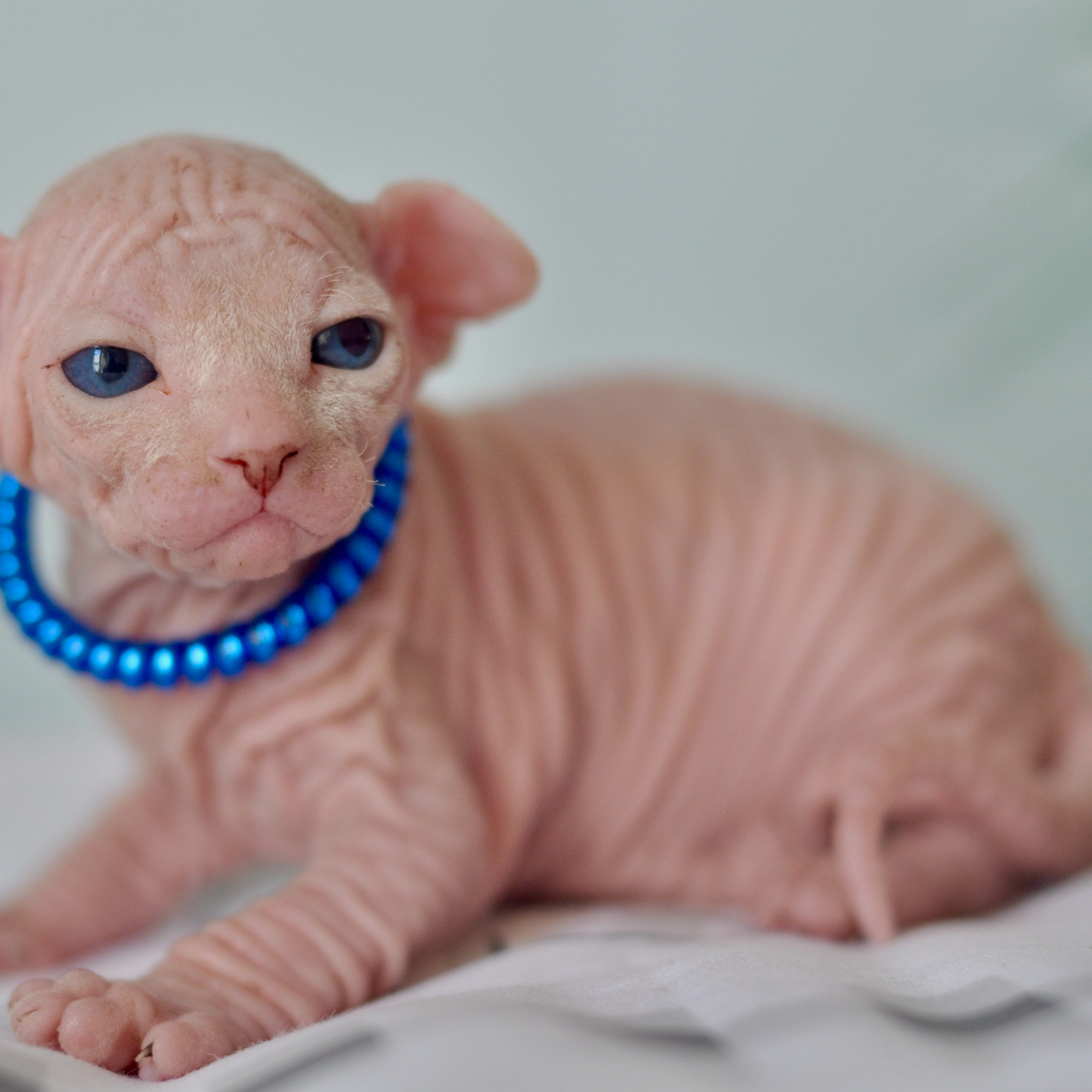 Sphynx kittens UK, Sphynx kittens United Kingdom, Sphynx kittens GB, Sphynx kittens Great Britain, Sphynx kittens London, Sphynx UK, Sphynx United Kingdom, Sphynx GB, Sphynx Great Britain, Sphynx London