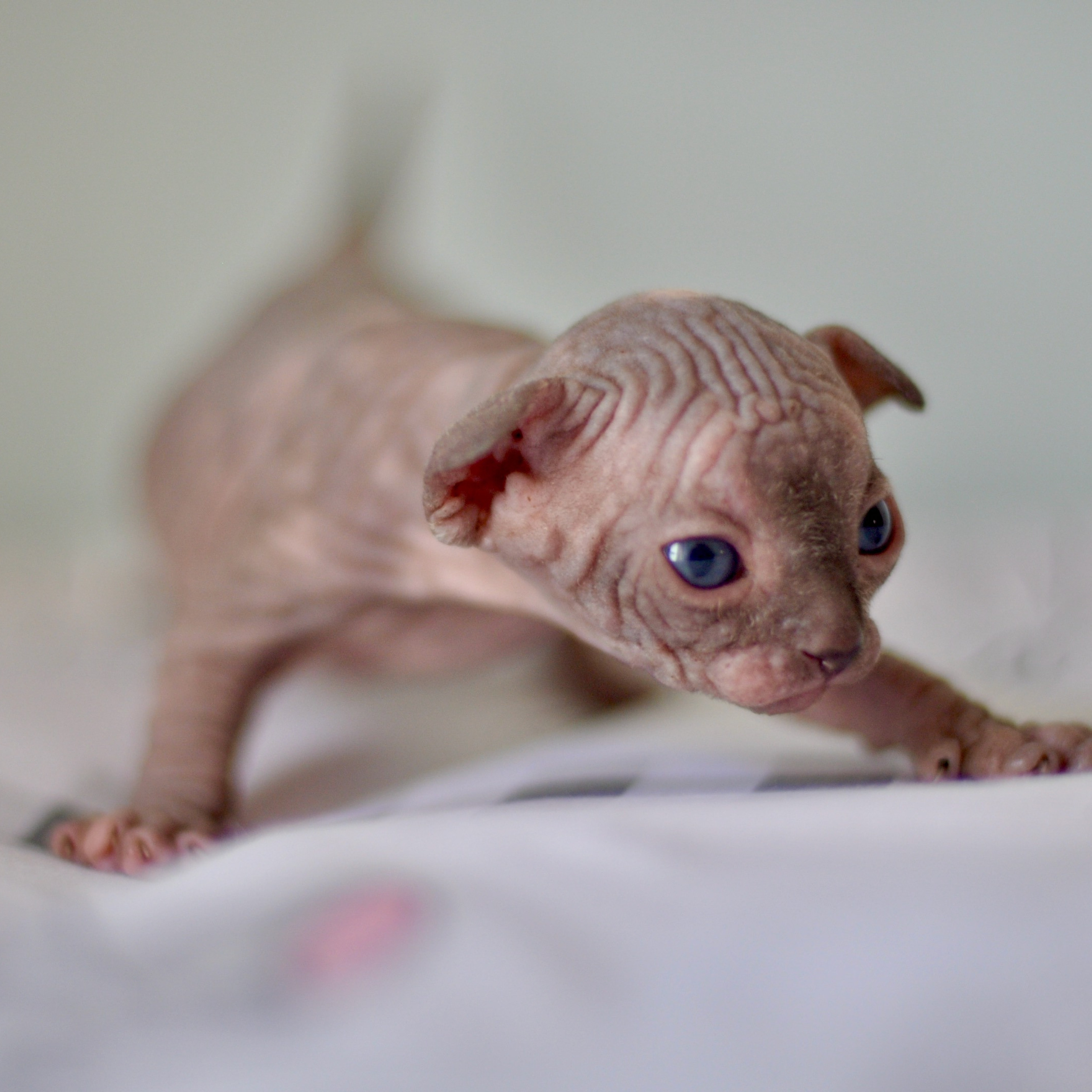 Sphynx kittens UK, Sphynx kittens United Kingdom, Sphynx kittens GB, Sphynx kittens Great Britain, Sphynx kittens London, Sphynx UK, Sphynx United Kingdom, Sphynx GB, Sphynx Great Britain, Sphynx London