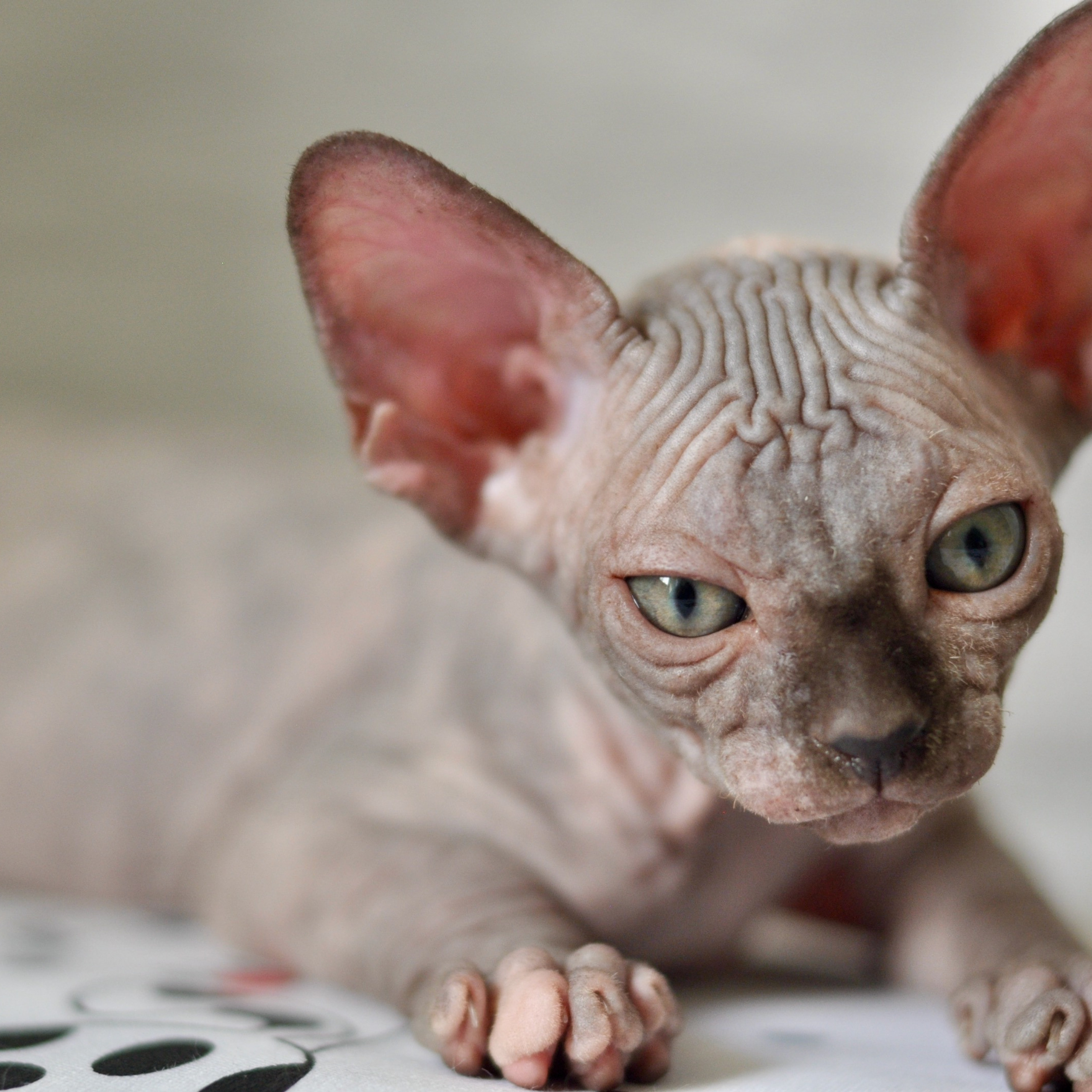 Sphynx kittens UK, Sphynx kittens United Kingdom, Sphynx kittens GB, Sphynx kittens Great Britain, Sphynx kittens London, Sphynx UK, Sphynx United Kingdom, Sphynx GB, Sphynx Great Britain, Sphynx London