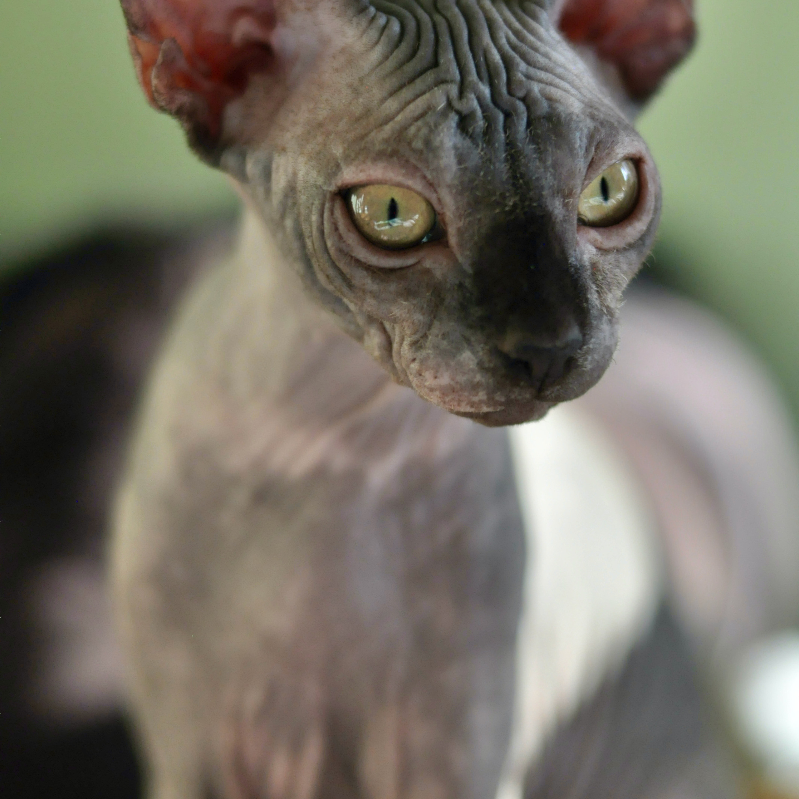Sphynx kittens for sale. A cattery of Canadian Sphynx breed, located in Limassol, Cyprus
