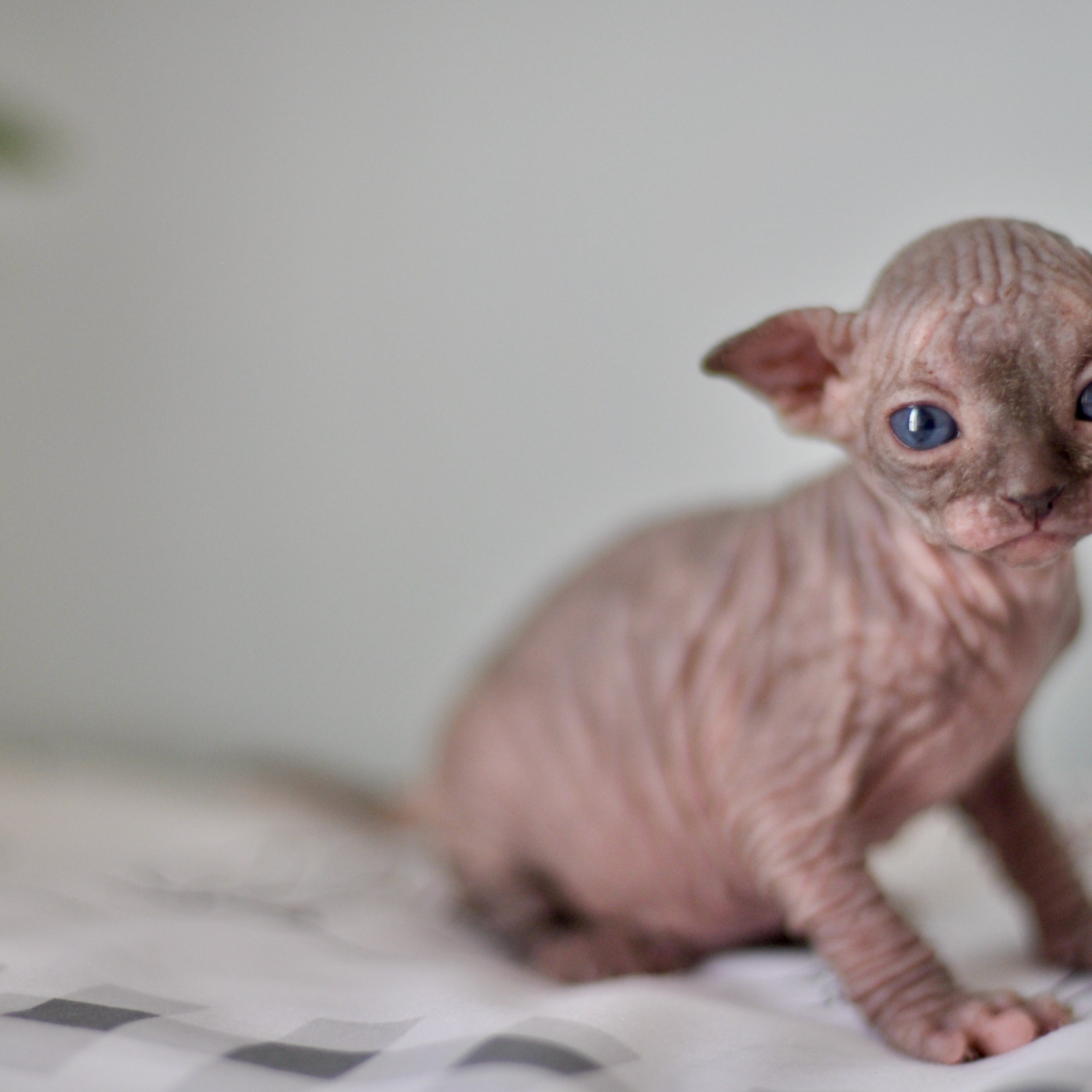 Sphynx kittens UK, Sphynx kittens United Kingdom, Sphynx kittens GB, Sphynx kittens Great Britain, Sphynx kittens London, Sphynx UK, Sphynx United Kingdom, Sphynx GB, Sphynx Great Britain, Sphynx London