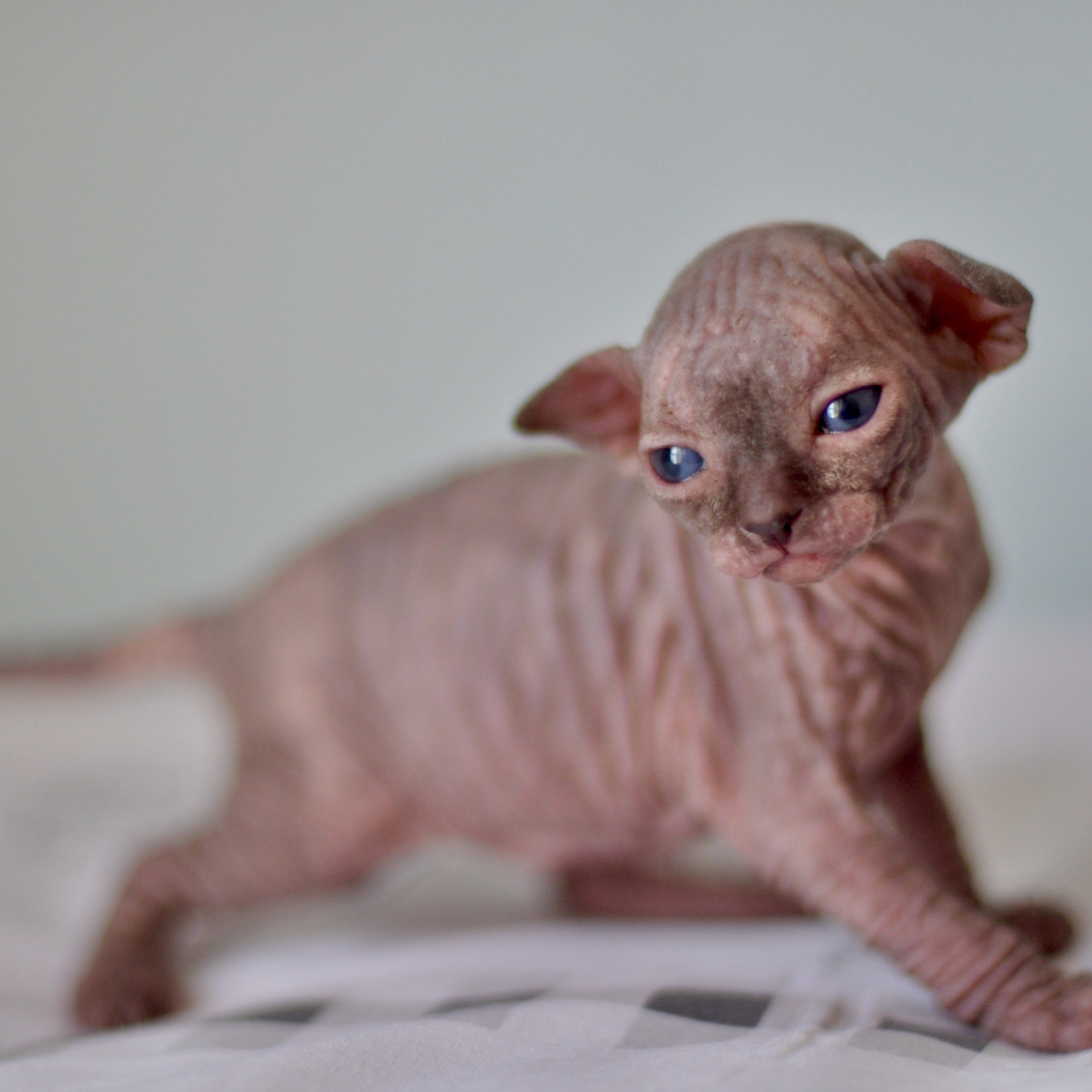 Sphynx kittens UK, Sphynx kittens United Kingdom, Sphynx kittens GB, Sphynx kittens Great Britain, Sphynx kittens London, Sphynx UK, Sphynx United Kingdom, Sphynx GB, Sphynx Great Britain, Sphynx London