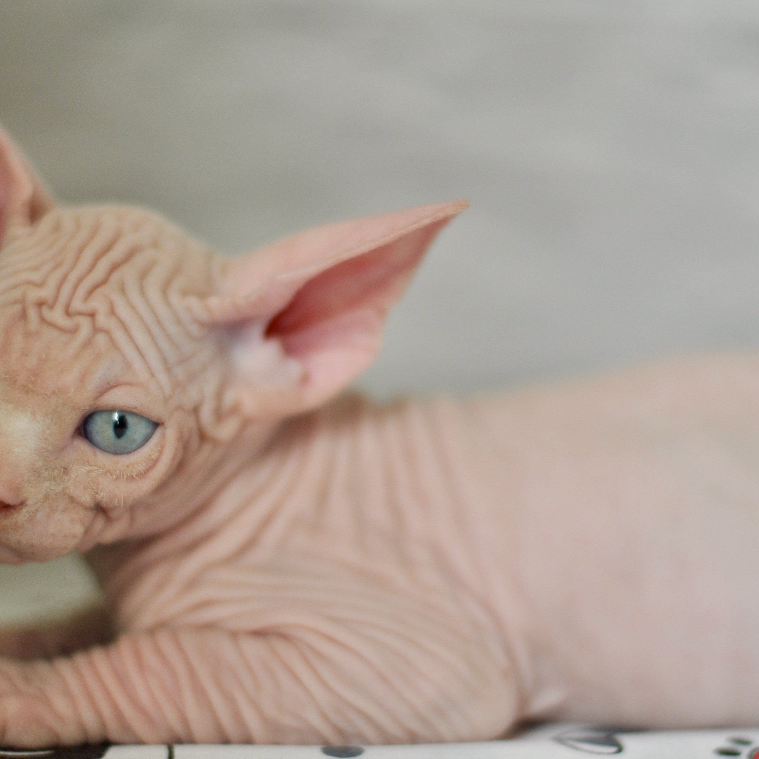 Sphynx kittens. A cattery of Canadian Sphynx breed, located in Limassol, Cyprus