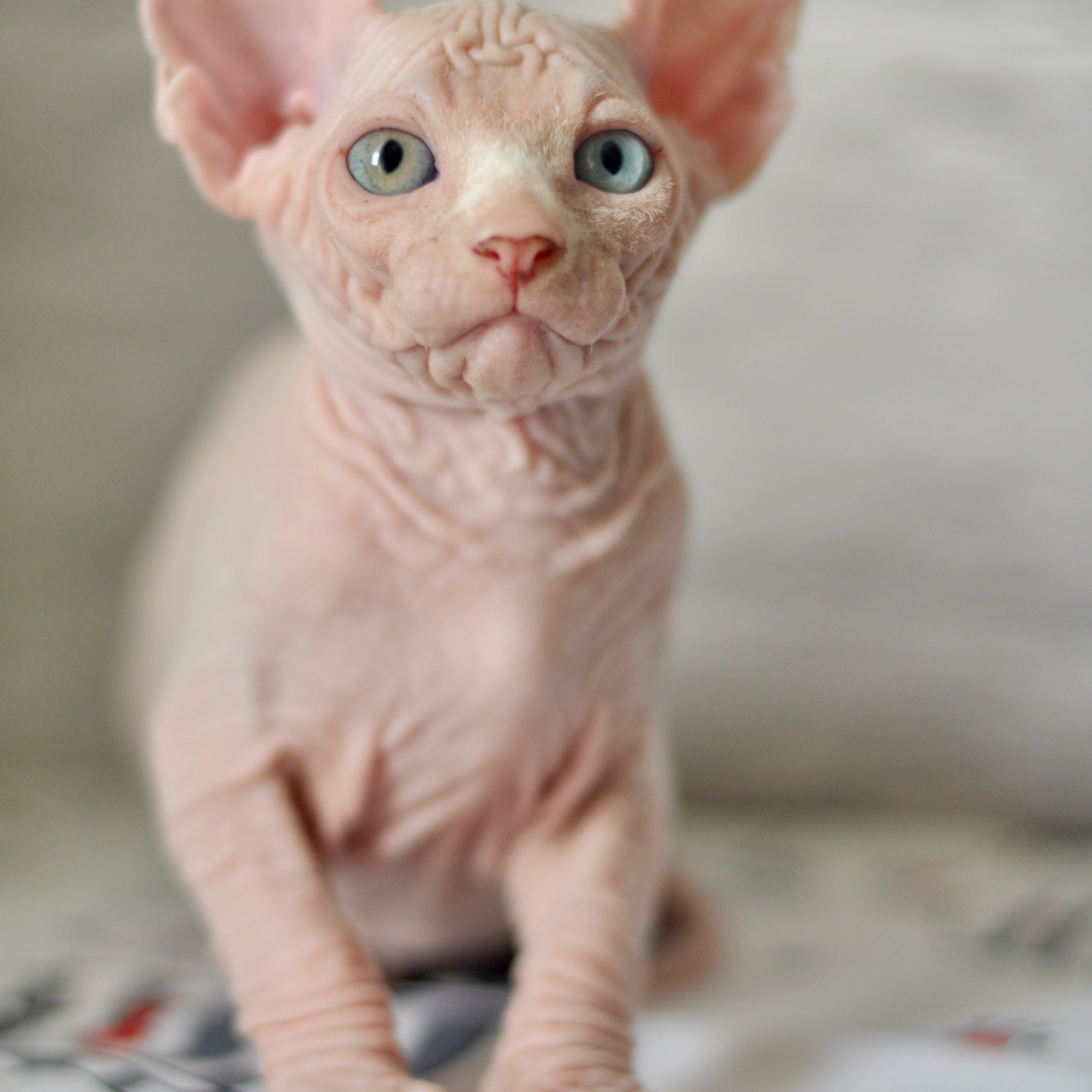 Sphynx kittens. A cattery of Canadian Sphynx breed, located in Limassol, Cyprus
